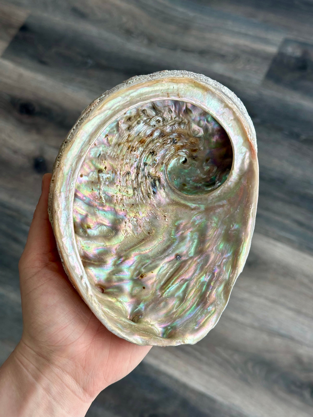 Abalone Shell | White