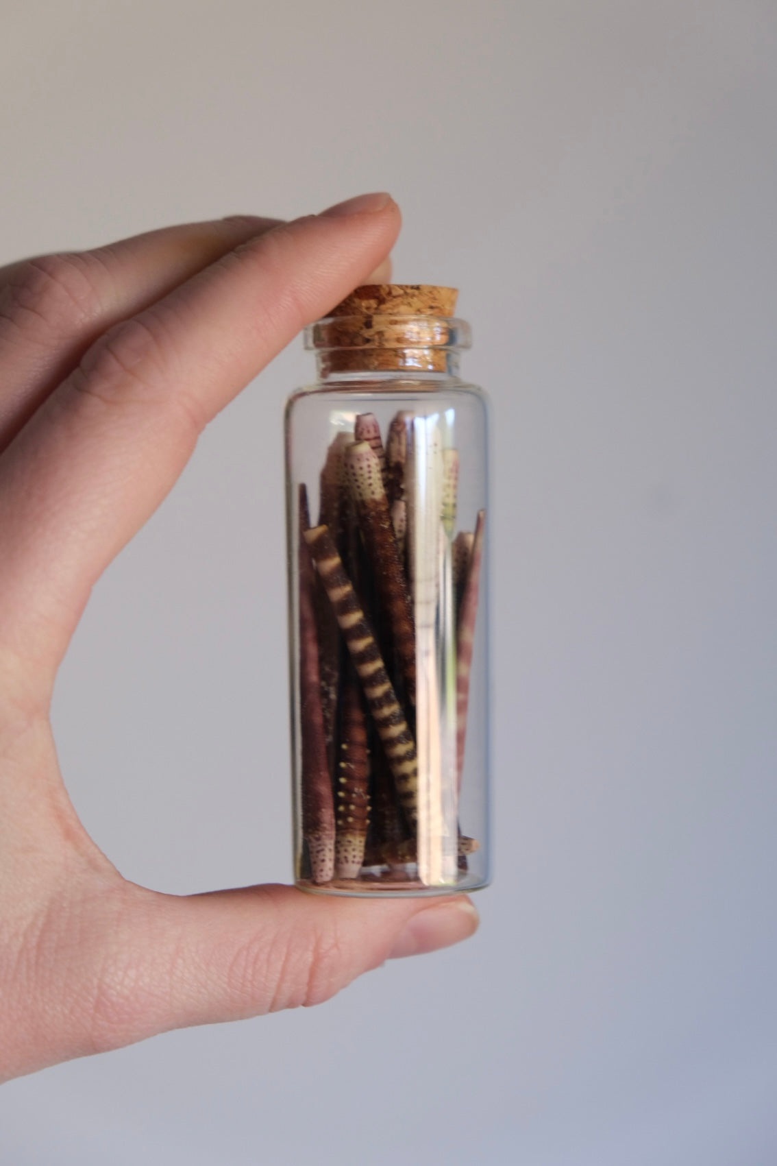 Tiger Sea Urchin Spines in a jar