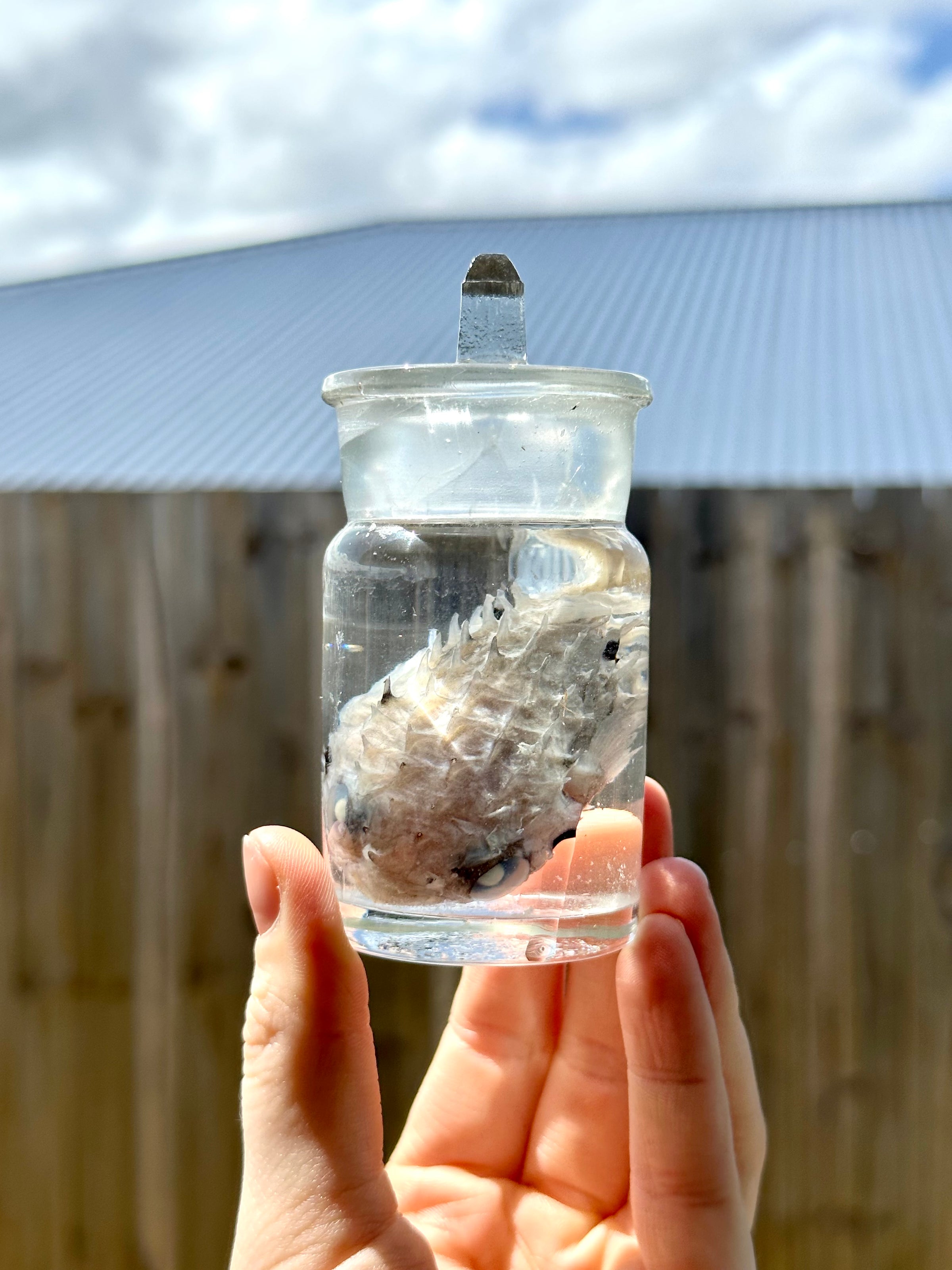 Wet Specimen Museum Jar Pufferfish 🐡 PICK UP ONLY Oddity Bug Club