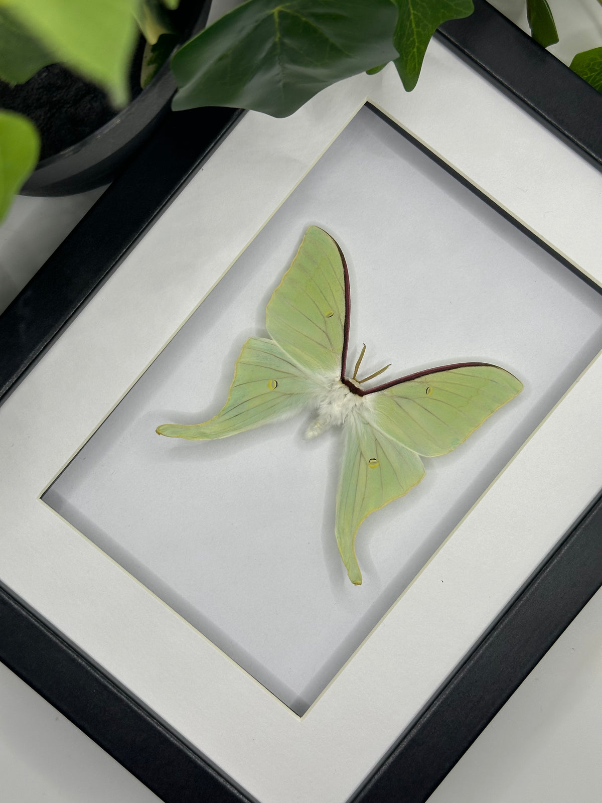 Sweetheart Luna Moth / Actias dulcinea in a frame | Male