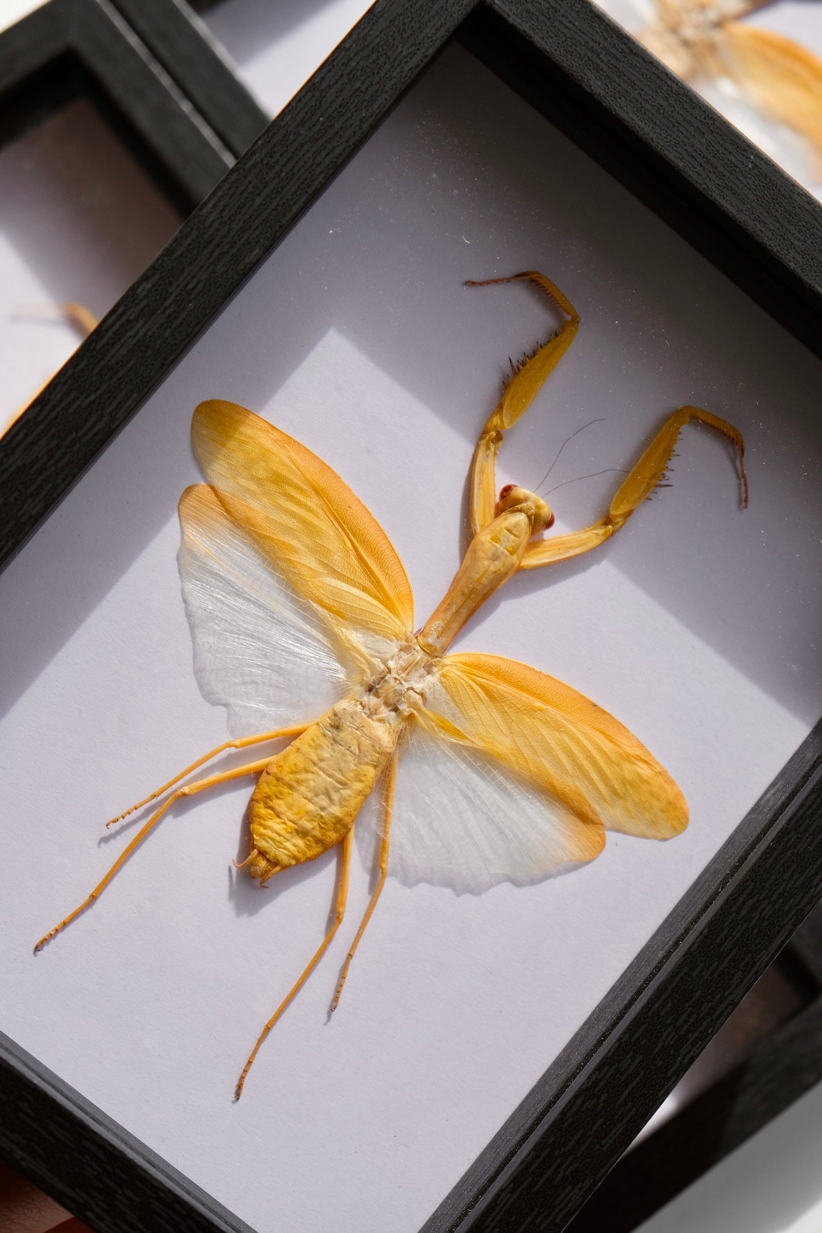 Giant Asian Mantis / Hierodula Membranacea in a frame | Female