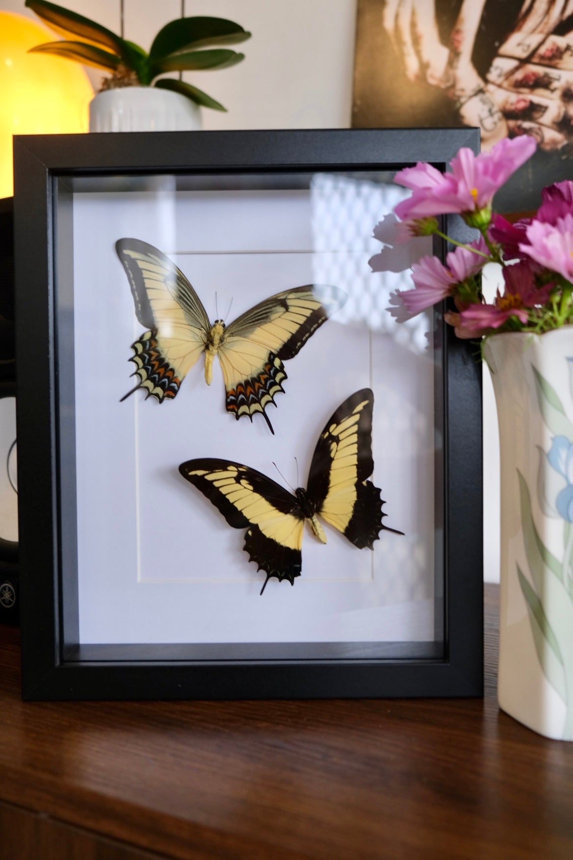 Queen Swallowtail Duo / 2 x Papilio Androgeus in a frame