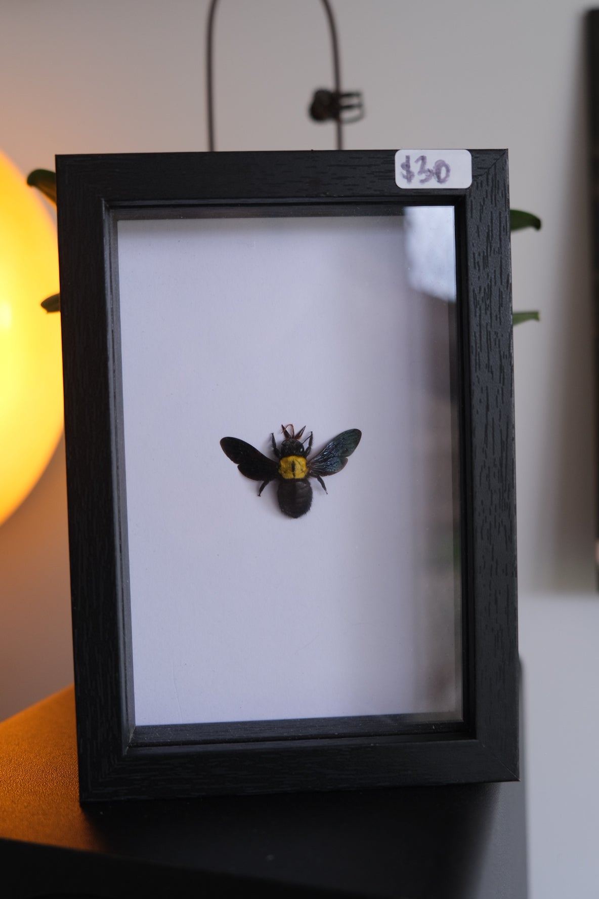 Black & Yellow Carpenter Bee / Xylocopa Confusa in a frame (Missing Legs)