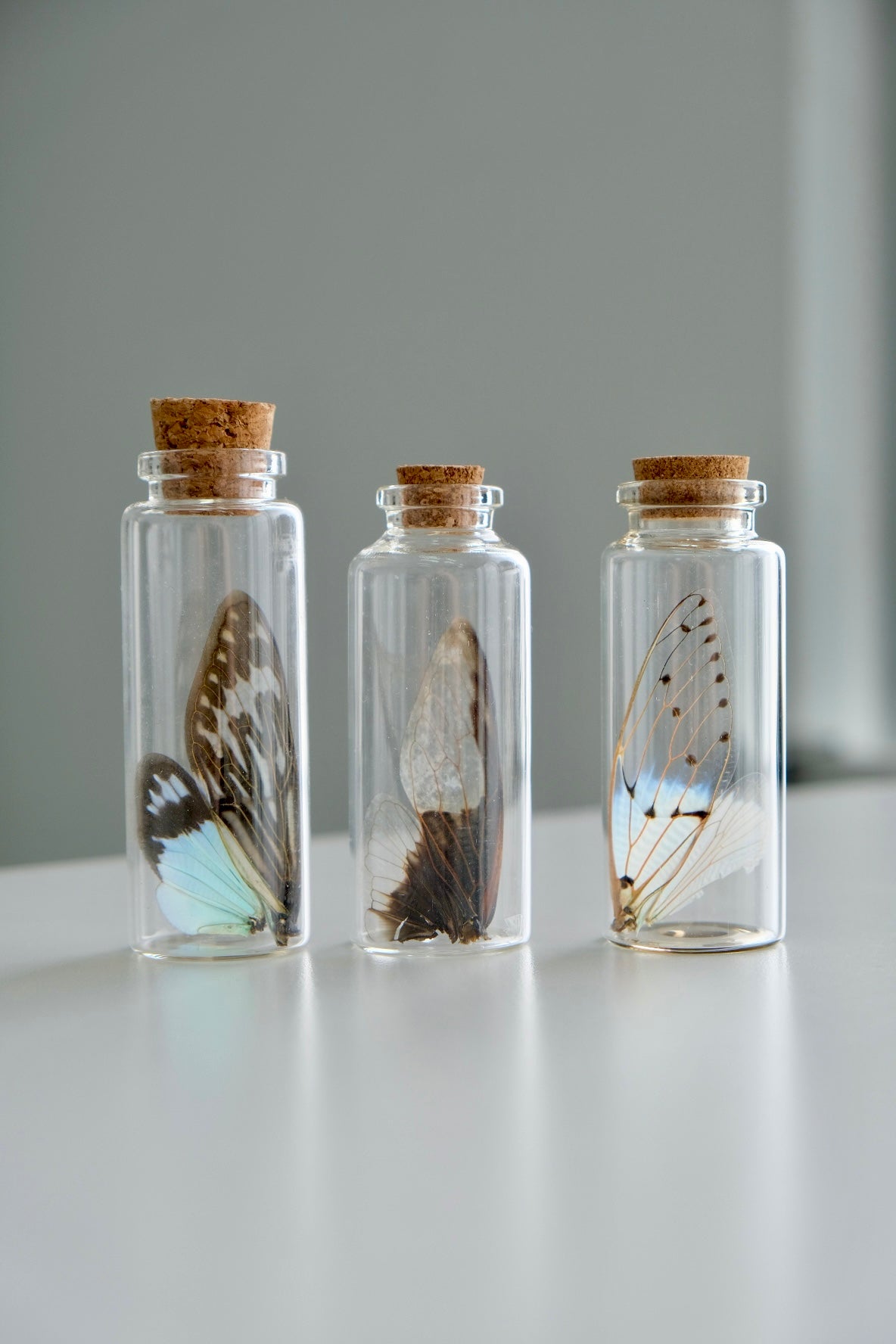 Cicada Wing Jar