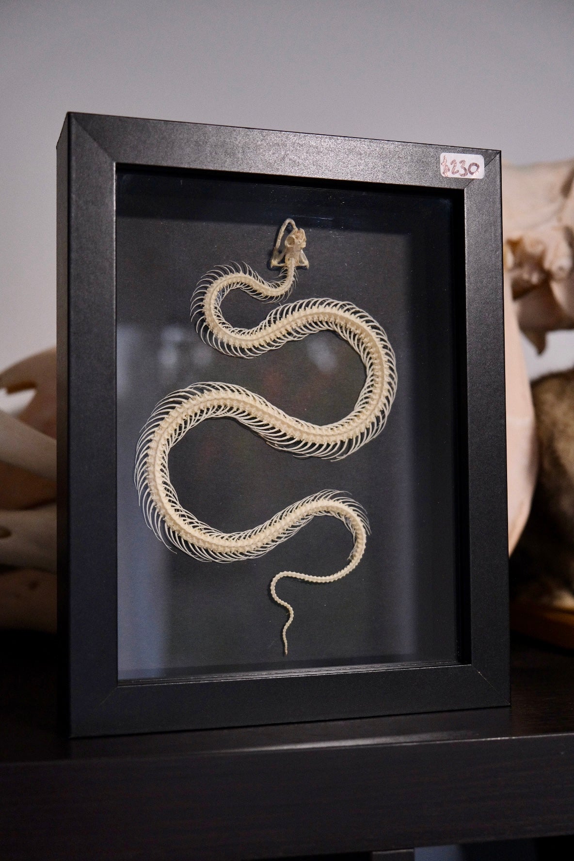 Snake Skeleton / Sunbeam (Xenopeltis Unicolor) in a frame