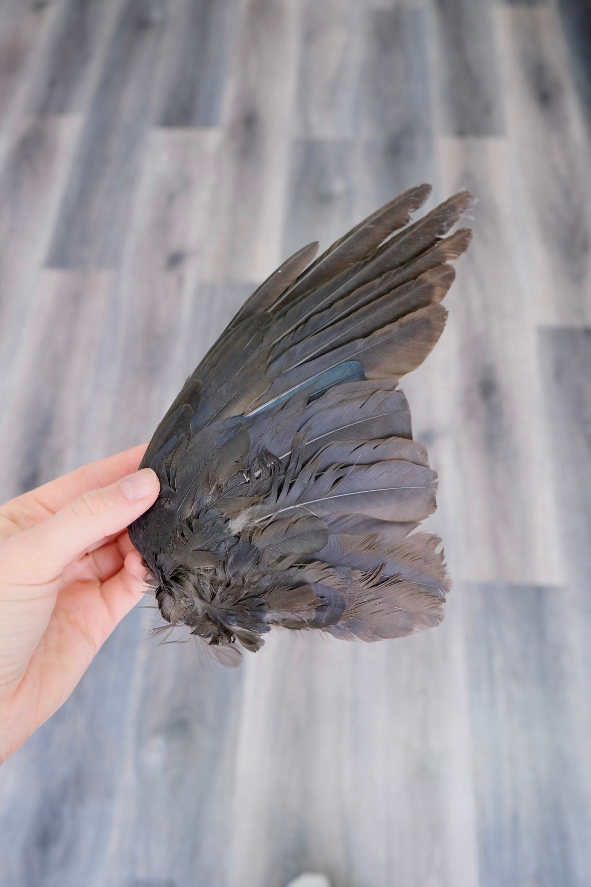 European Crow Wing