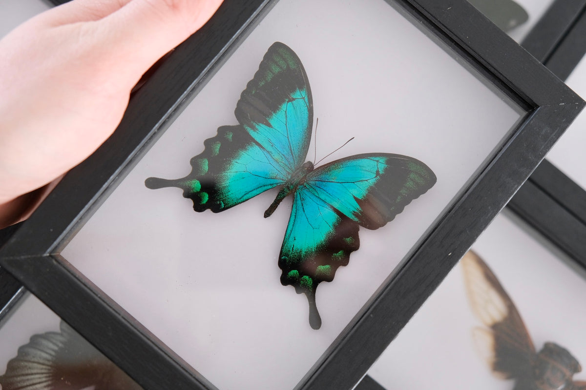 Sea Green Swallowtail / Papilio Lorquinianus Albertisi in a frame