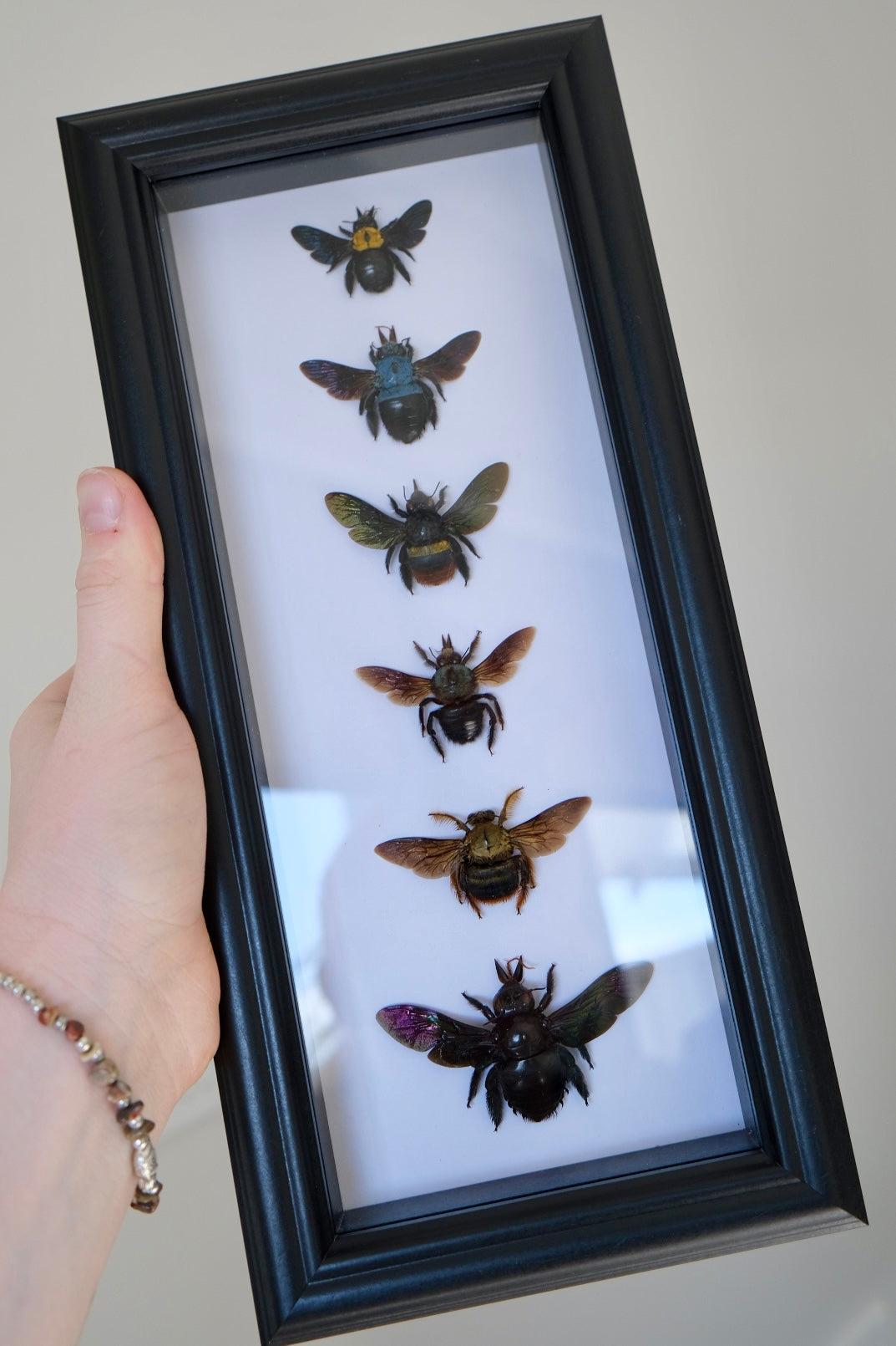 6 x Carpenter Bees in a frame