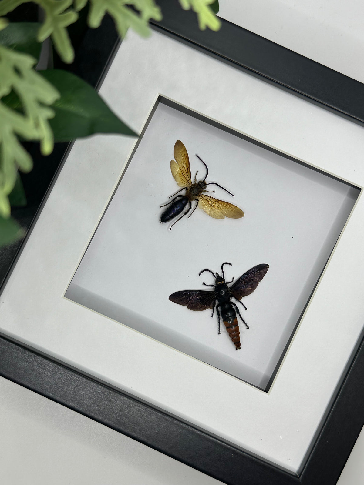 Wasp Duo frame