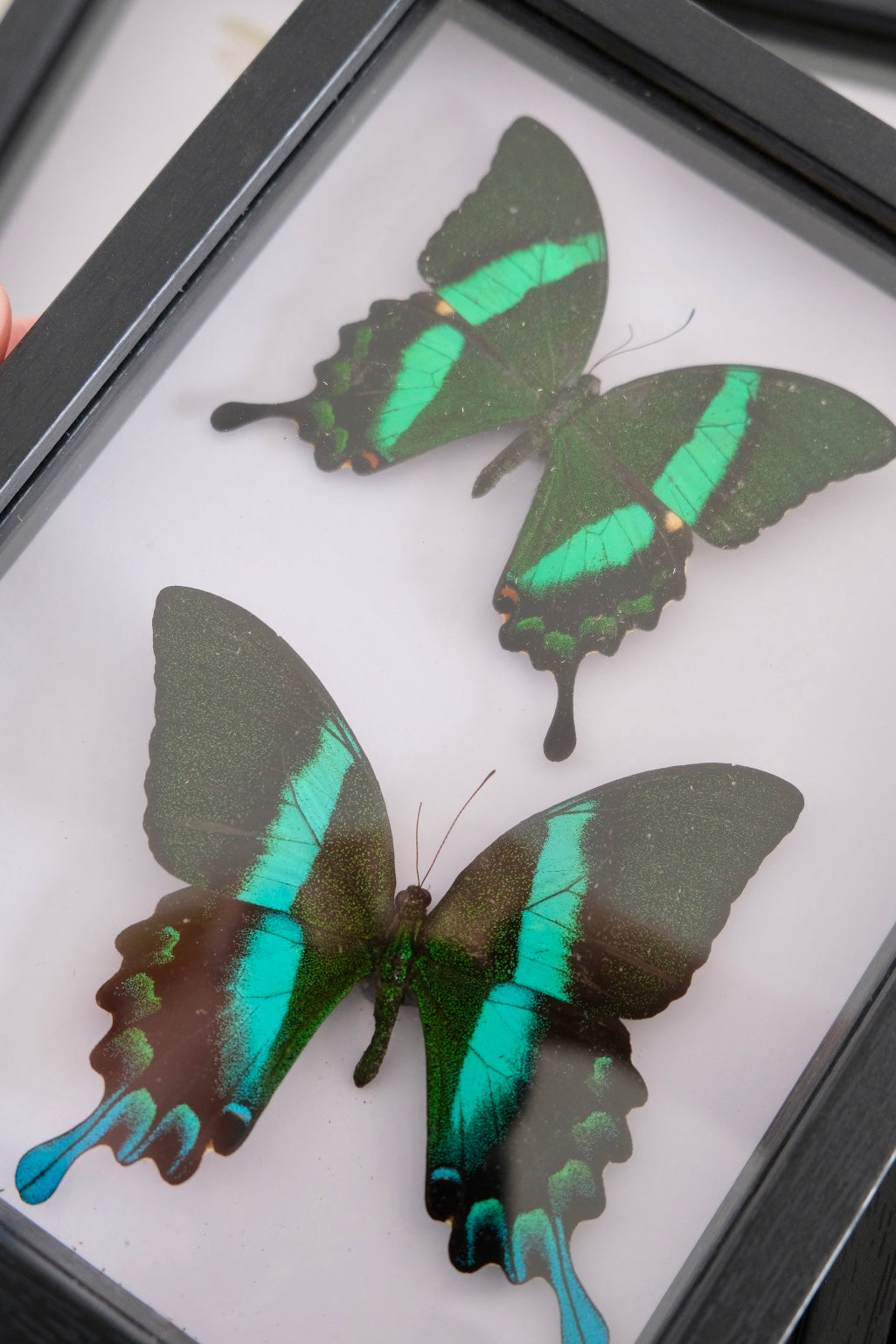 Papilio Blumei & Papilio Palinurus Butterfly Duo frame | Slight Antenna Damage