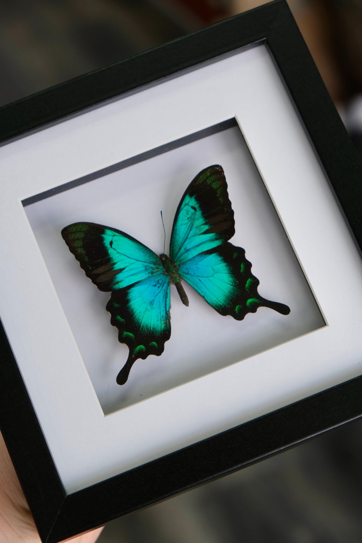 Sea Green Swallowtail / Papilio Lorquinianus Albertisi in a frame | Missing antenna + rubbed wings