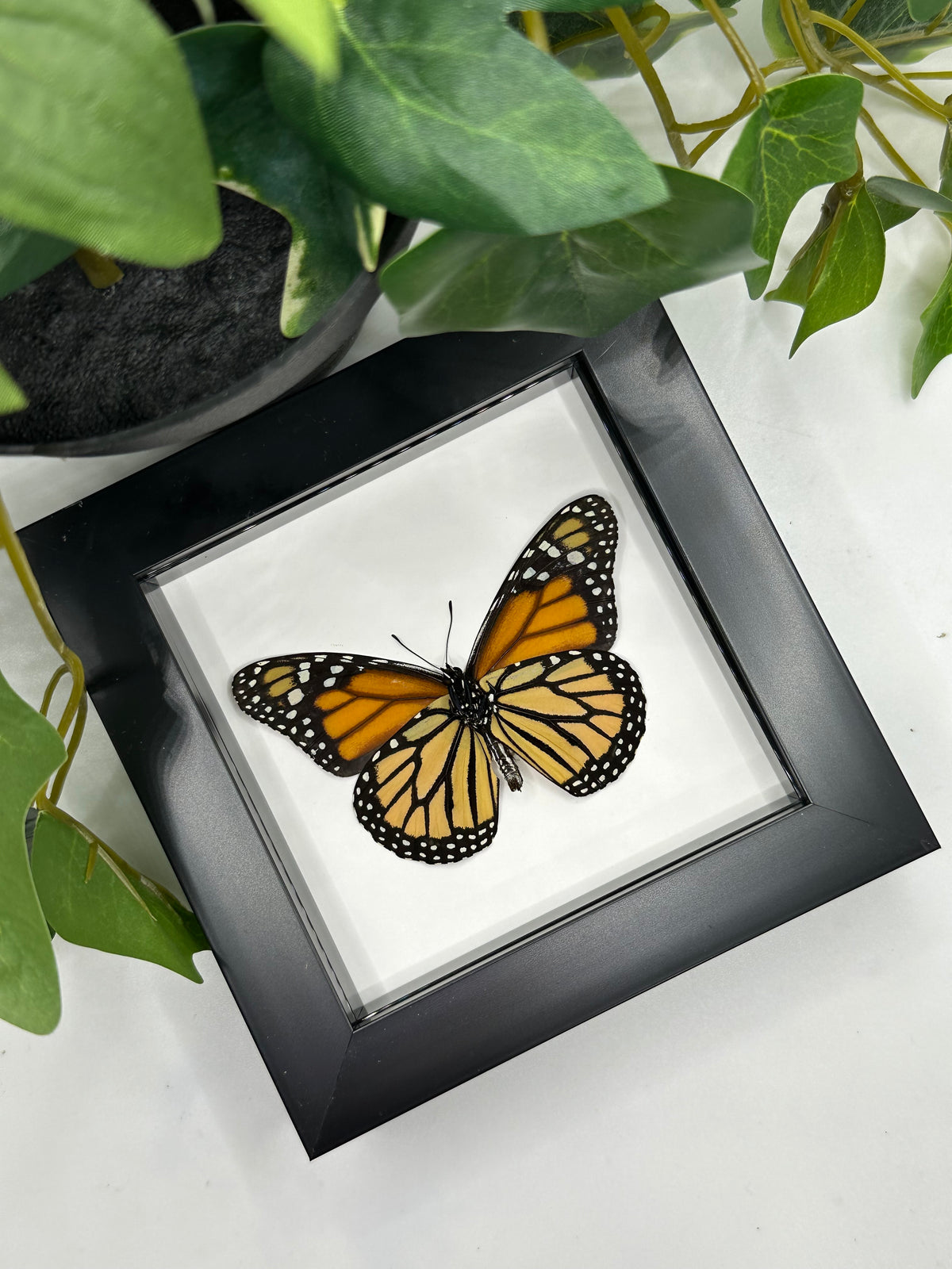 Monarch Butterfly / Danaus Plexippus in a frame