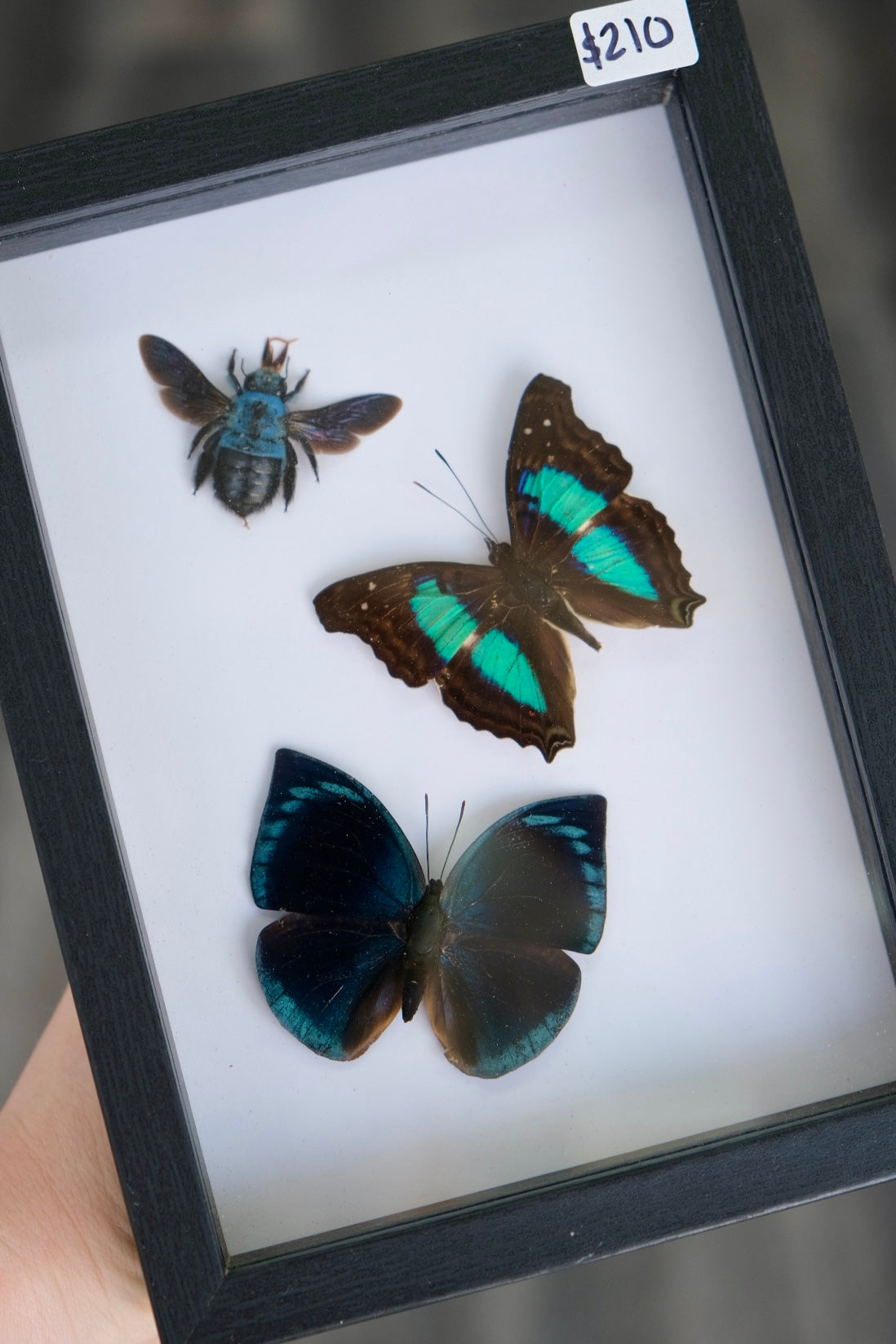 Blue Carpenter Bee & Butterfly Trio Frame