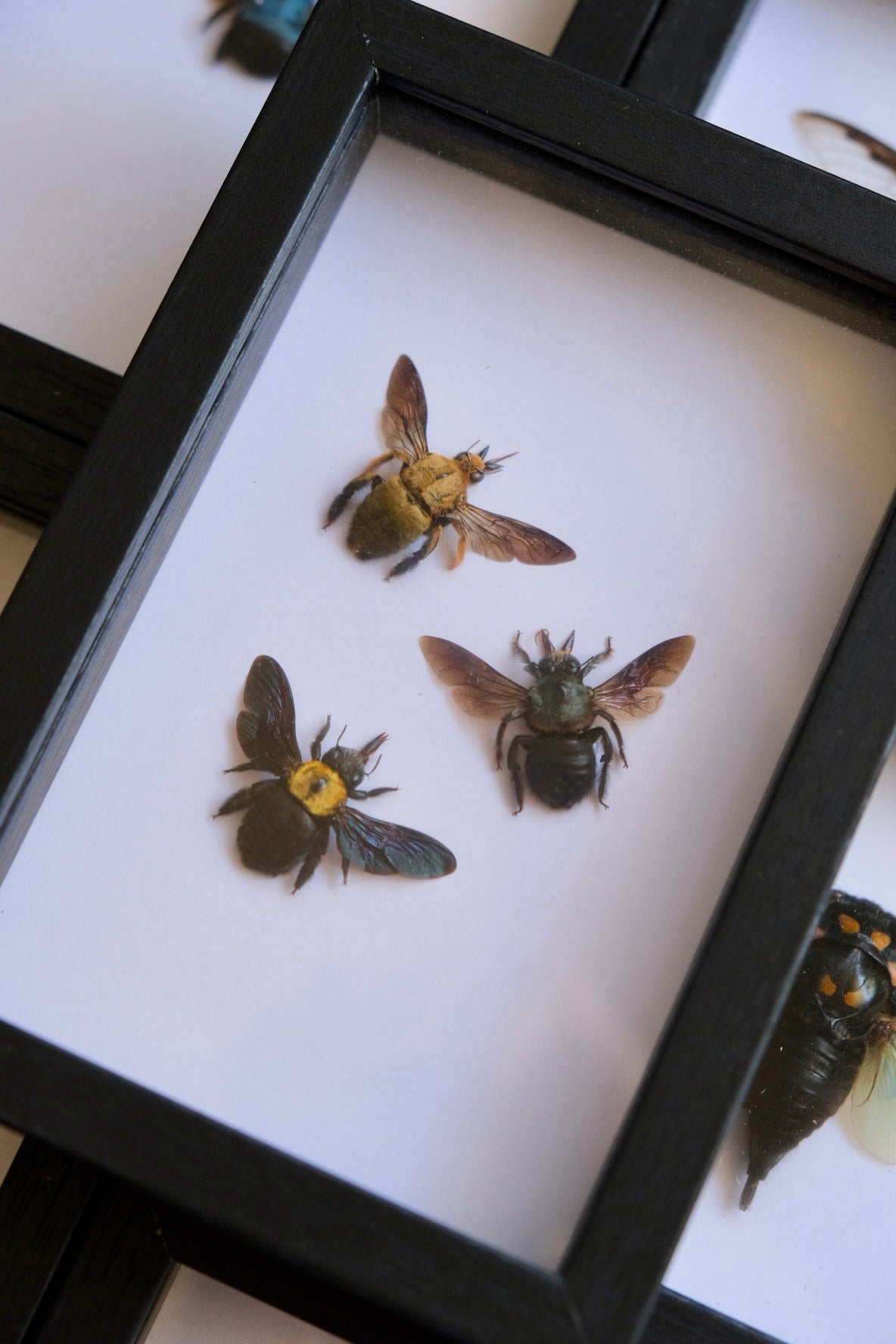 Carpenter Bee Trio in a frame #4
