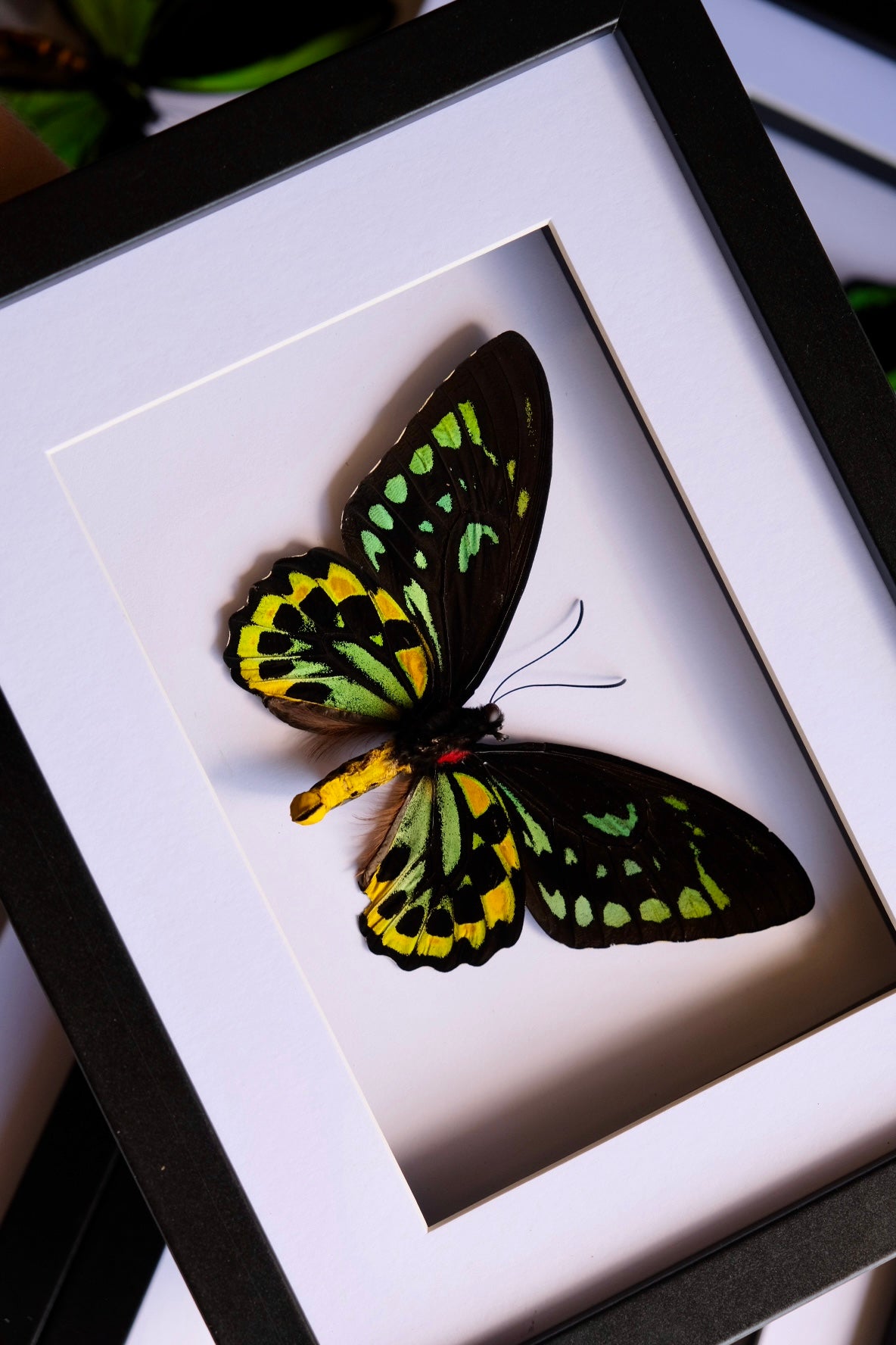 Cairns Birdwing / Ornithoptera Euphorion in a frame #2 | Chipped Wing