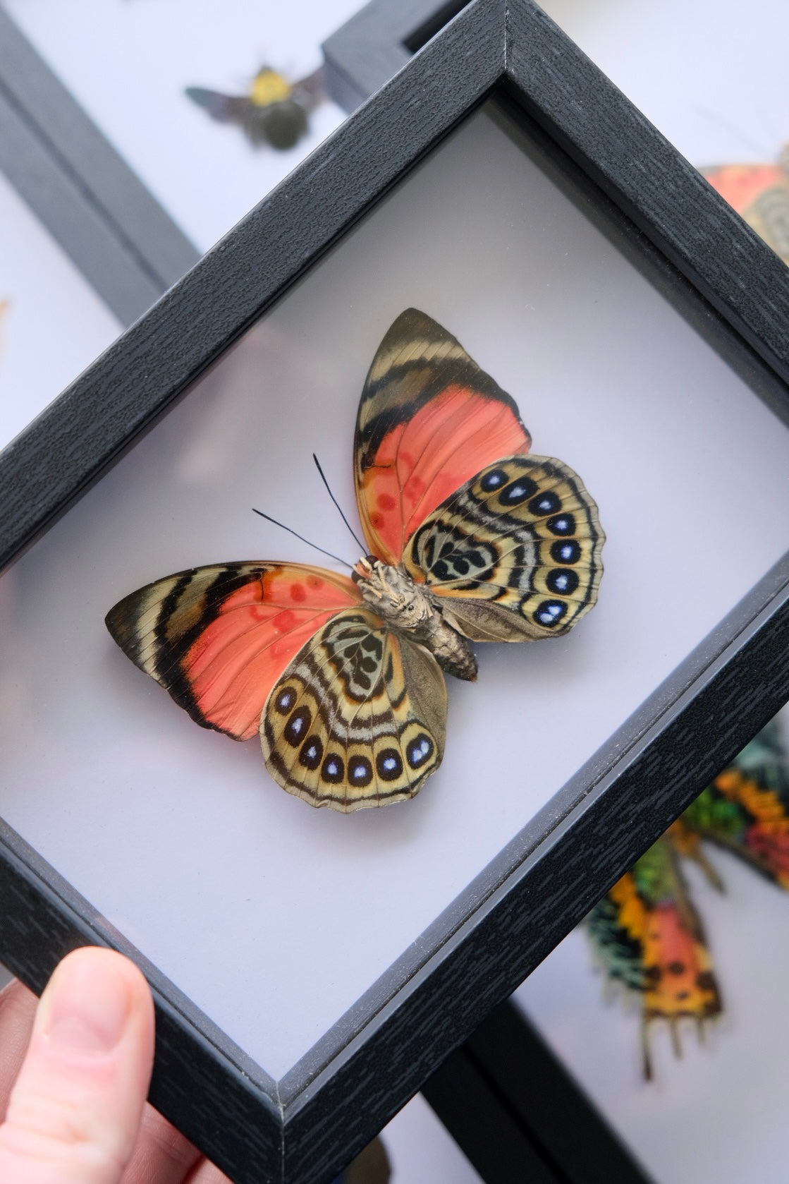 Agrias Claudina Lugens Butterfly in a frame | Ventral (Underside)