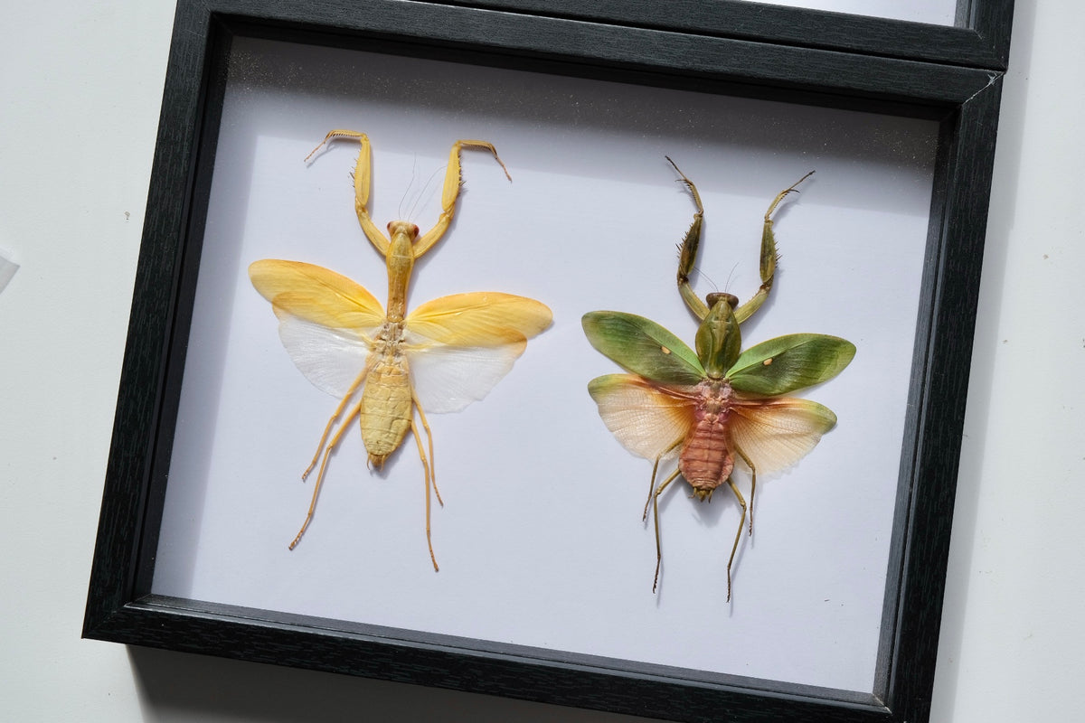 Female Mantis Duo / Hierodula Membranacea & Rhombodera Javana frame