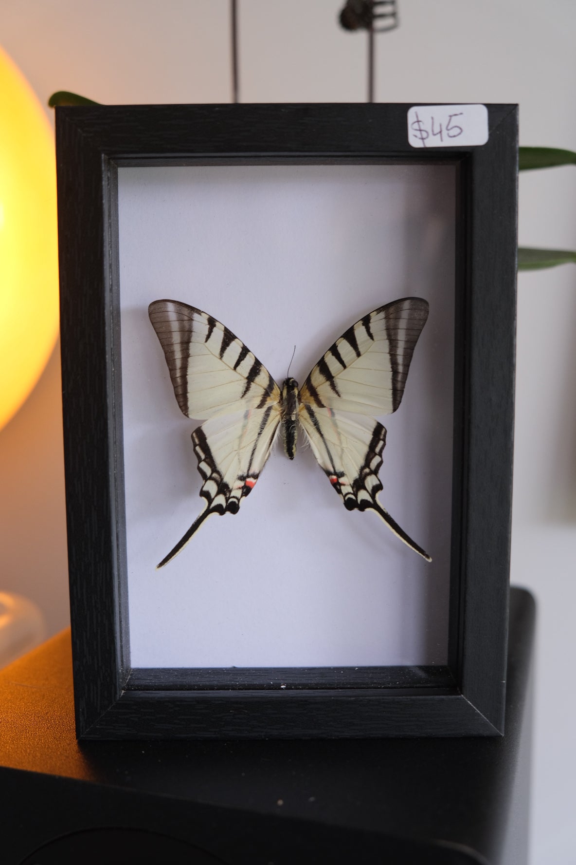 Butterfly sp in a frame