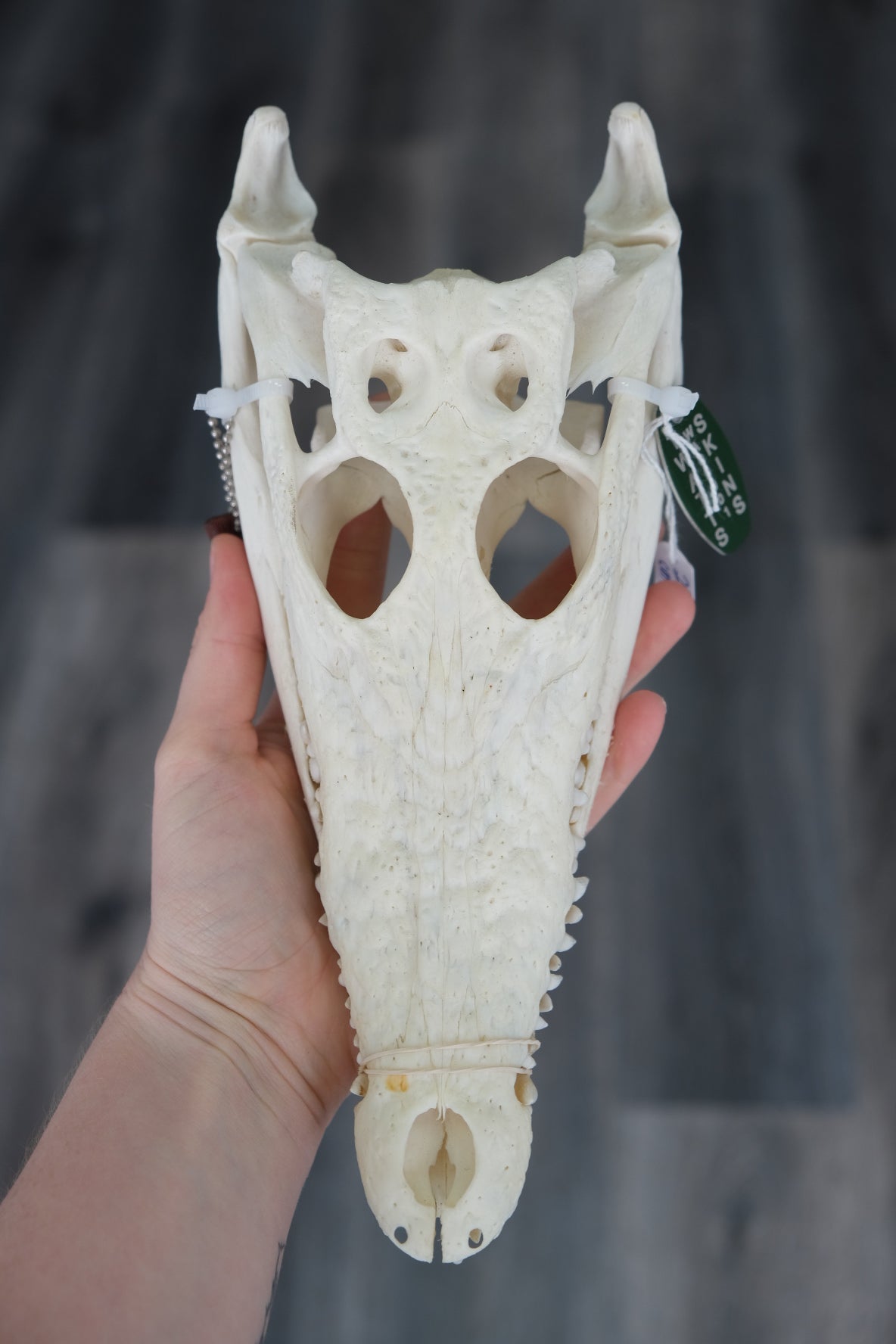 Australian Saltwater Crocodile Skull #4