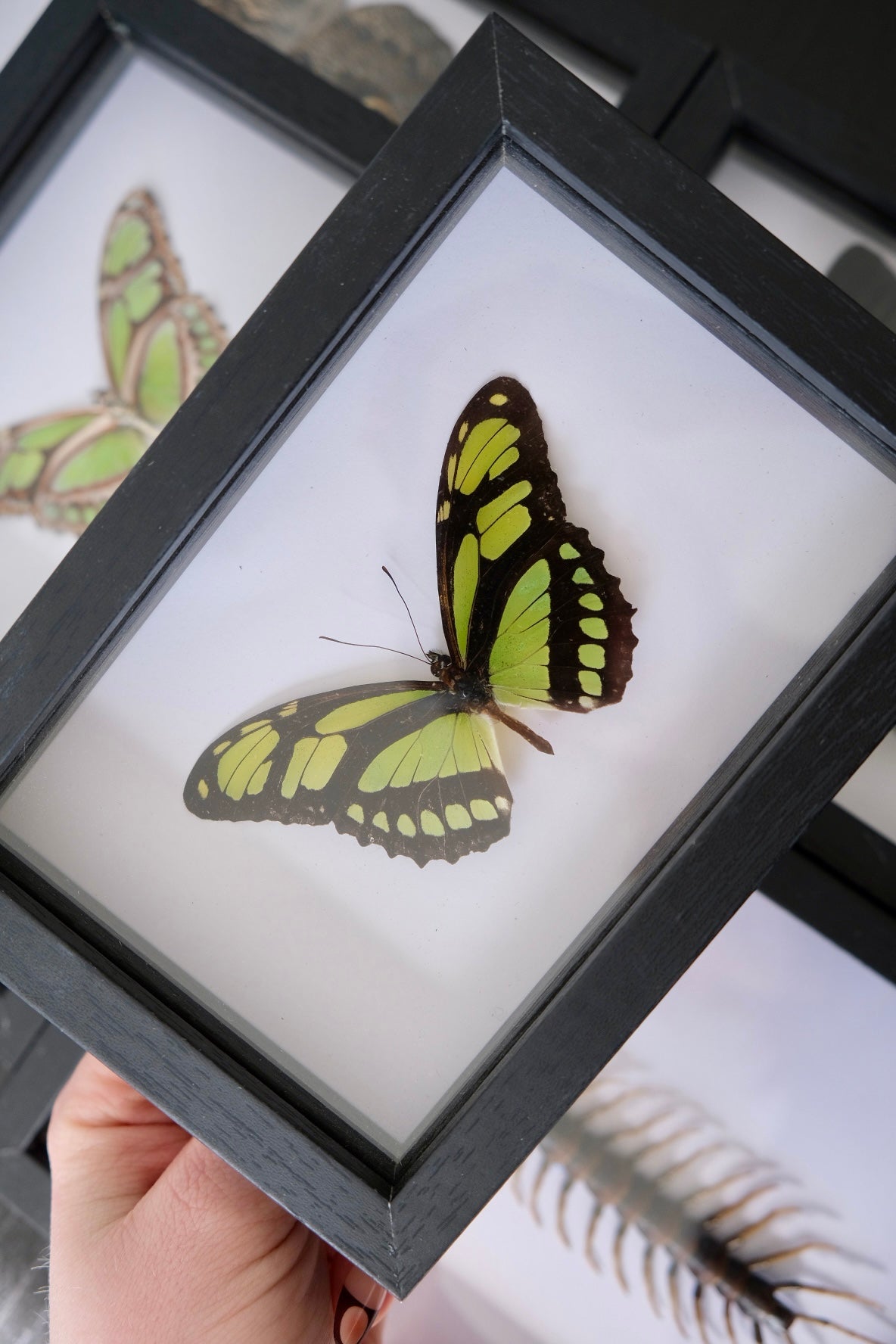 Scarce Bamboo Page / Philaethria Dido in a frame