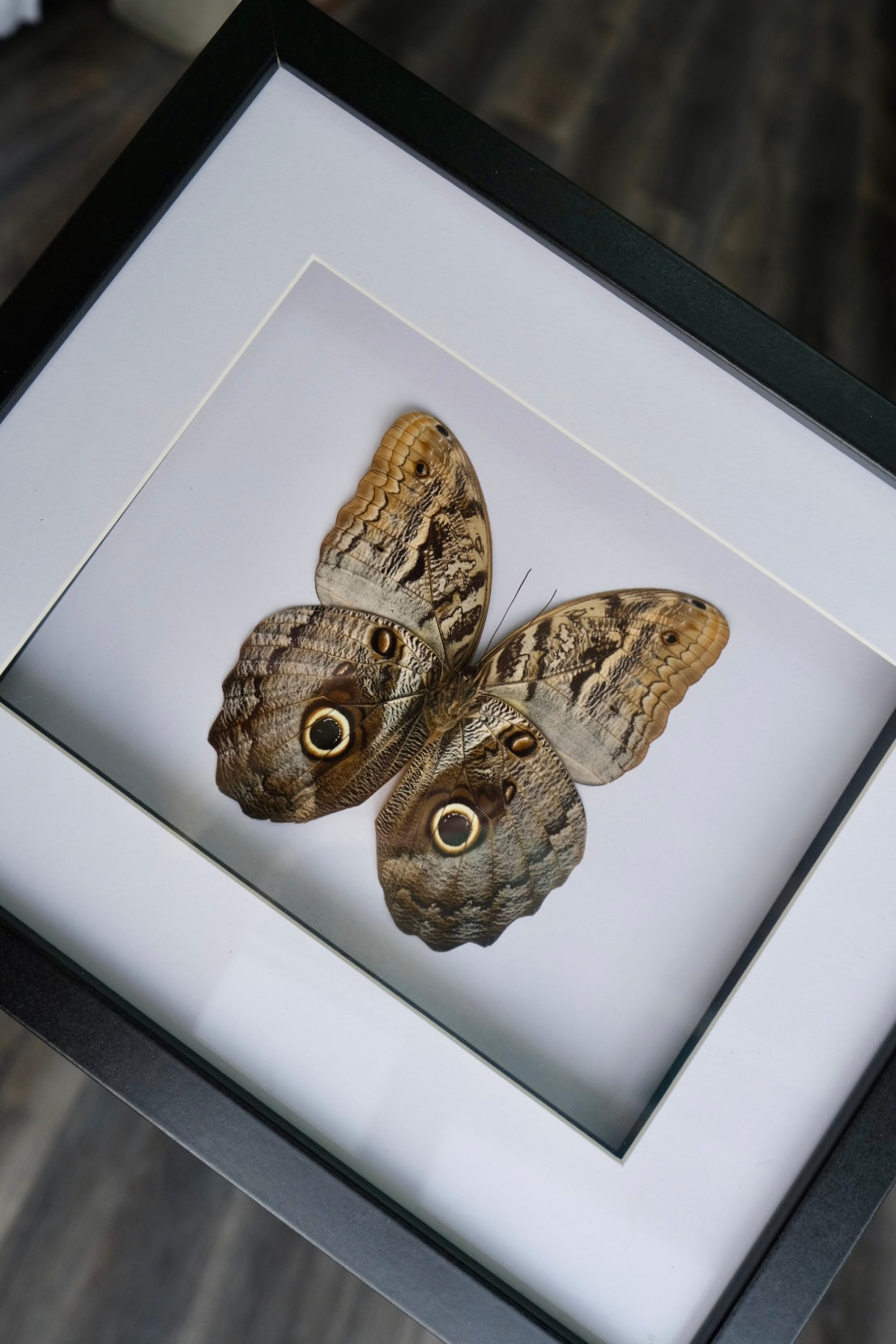 Owl Butterfly / Caligo Brasiliensis in a frame