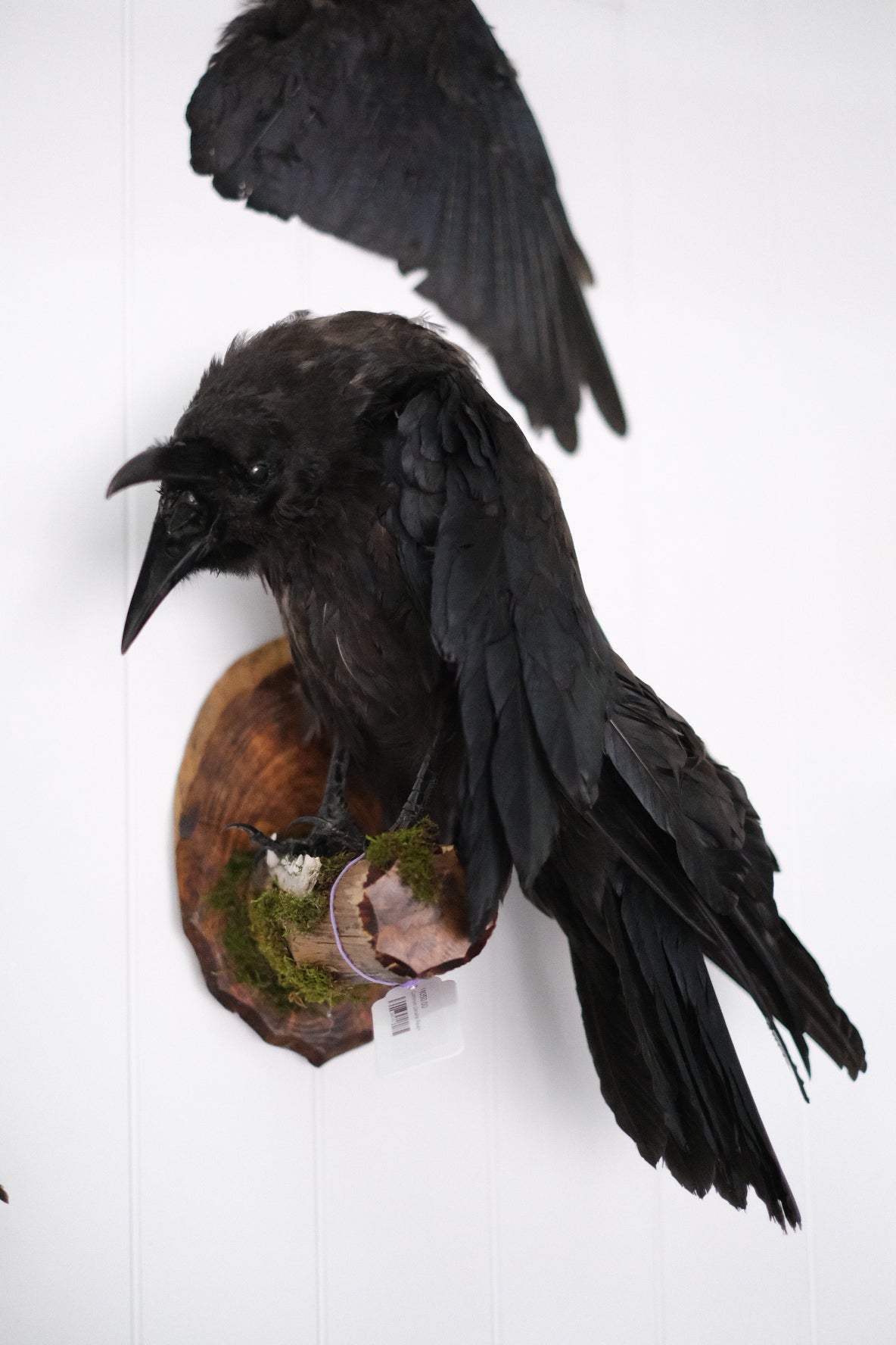Taxidermy European Raven | Wall Mounted | PICK UP ONLY