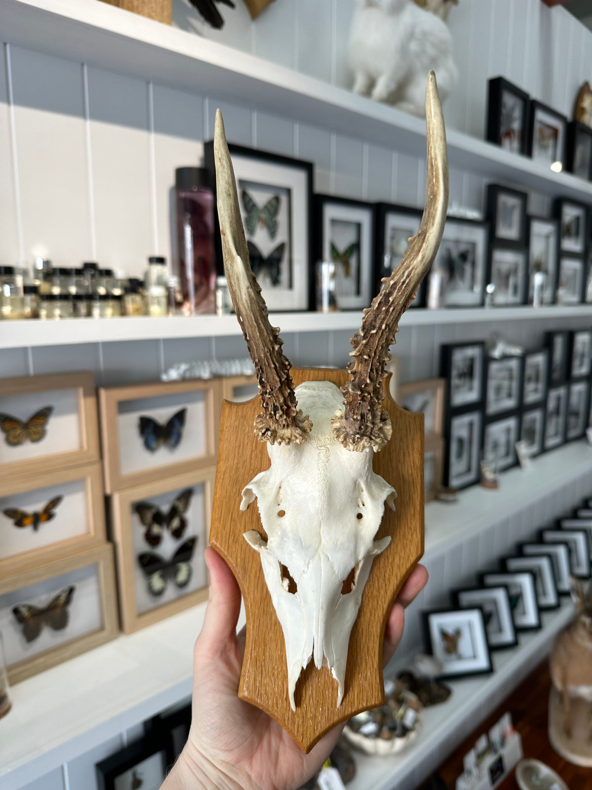 Roe Deer Skull Shield