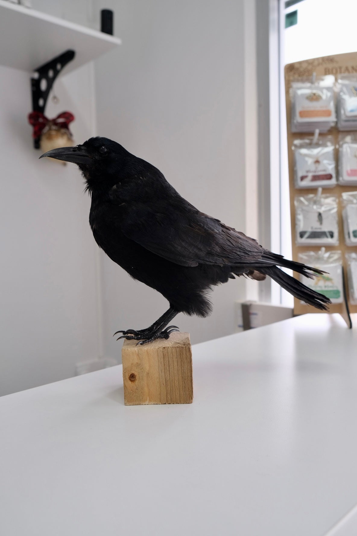 “Hermes” Taxidermy Rook