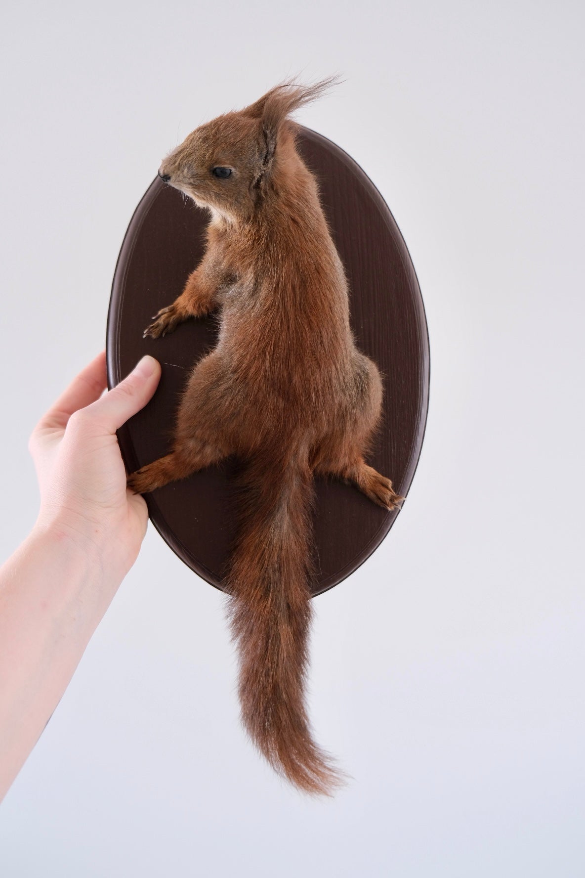 "Roco" Taxidermy Squirrel | Wall Mounted