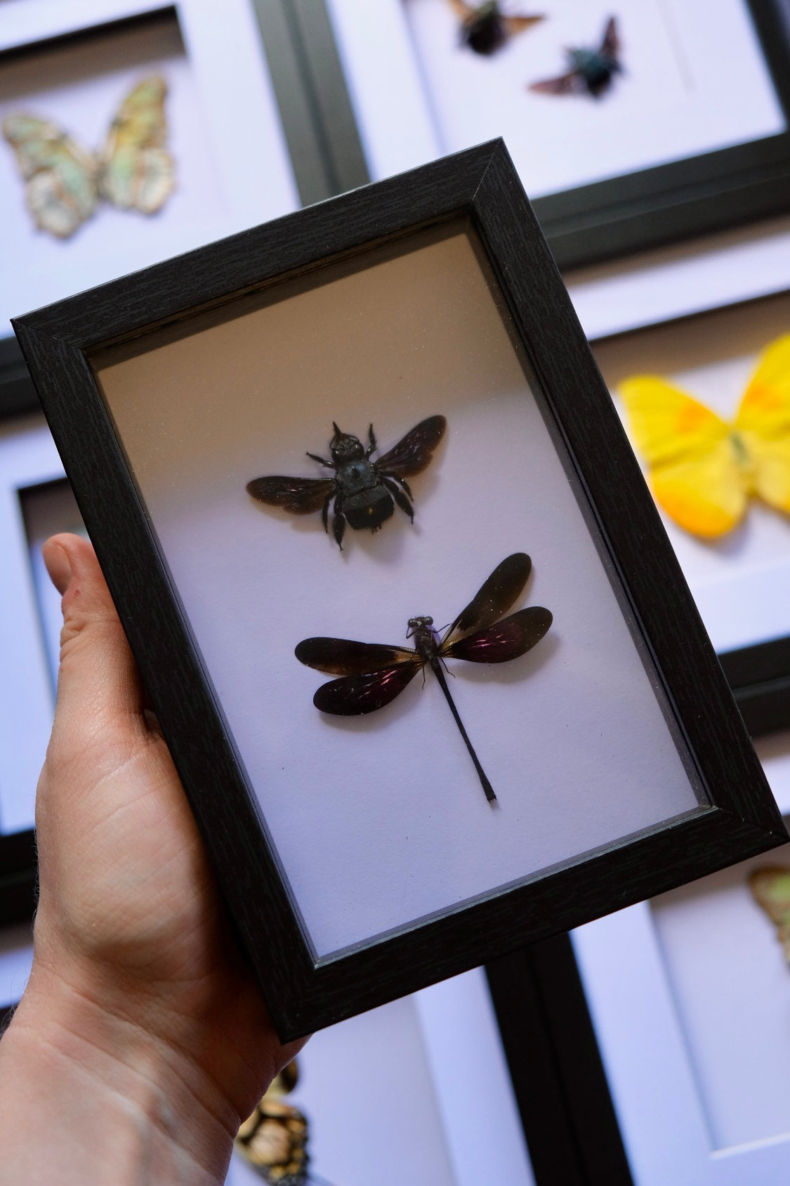 Bee & Damselfly Duo / Xylocopa Caerulea & Euphaea Variegata in a frame