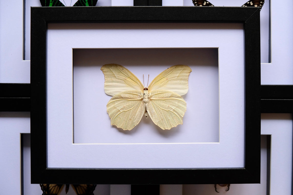 White Angled-Sulphur Butterfly / Anteos Clorinde in a frame