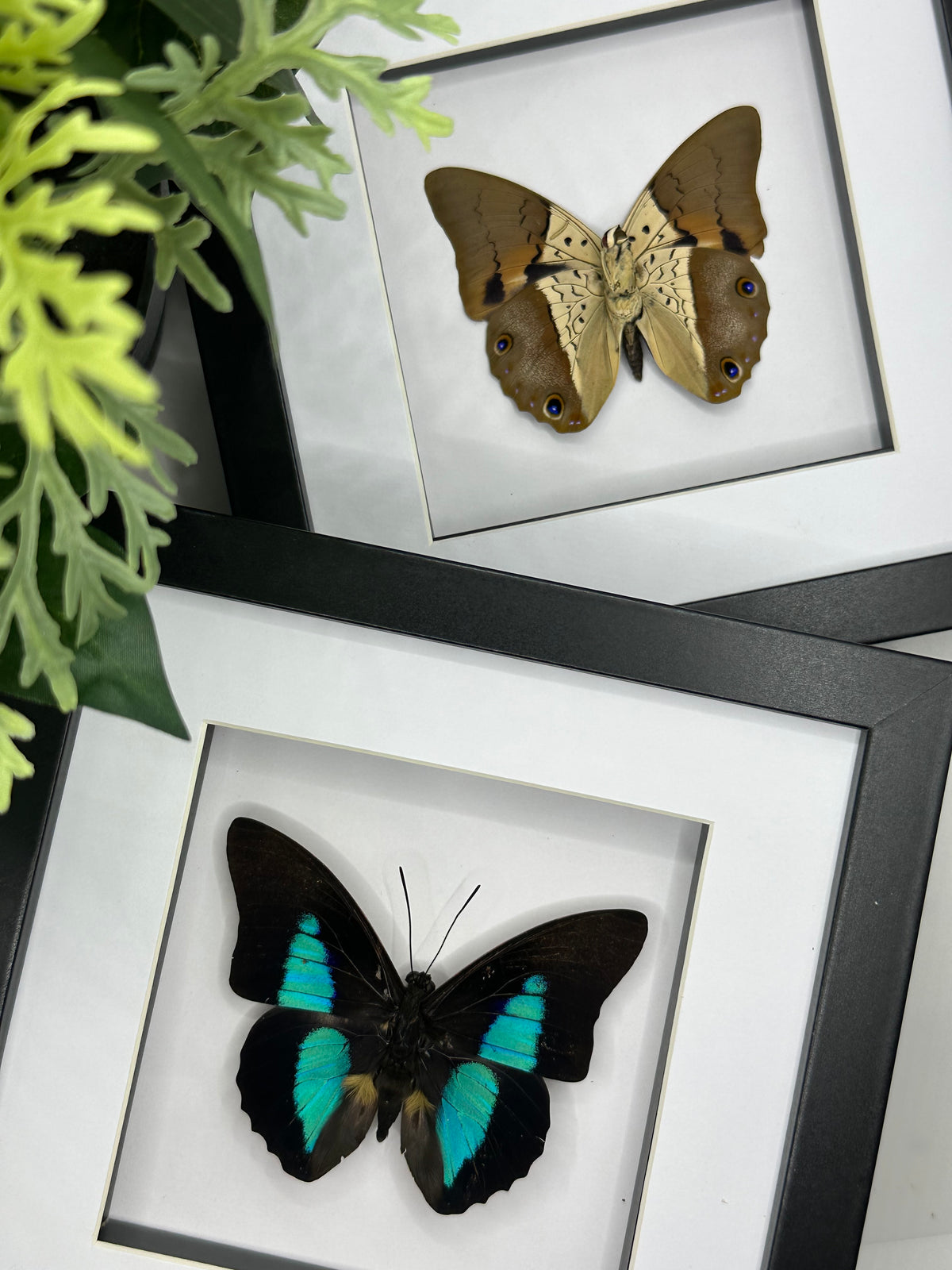 Prepona Dexamenes Butterfly in a frame