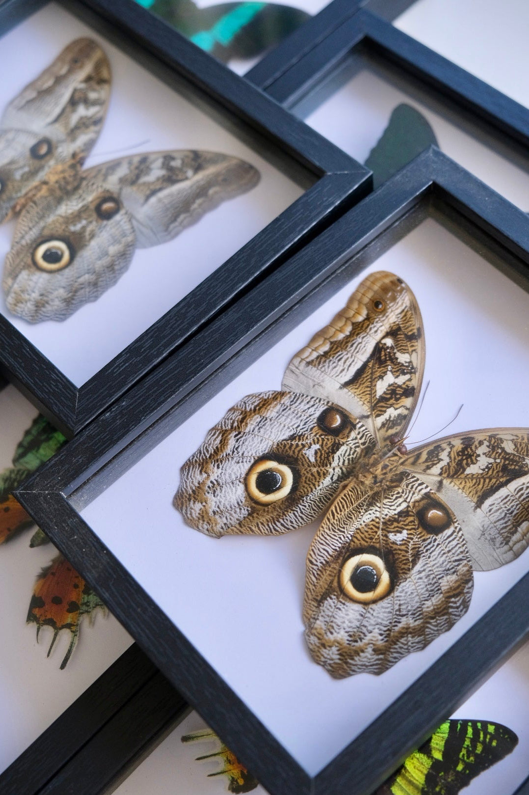 Owl Butterfly / Caligo Brasiliensis in a frame