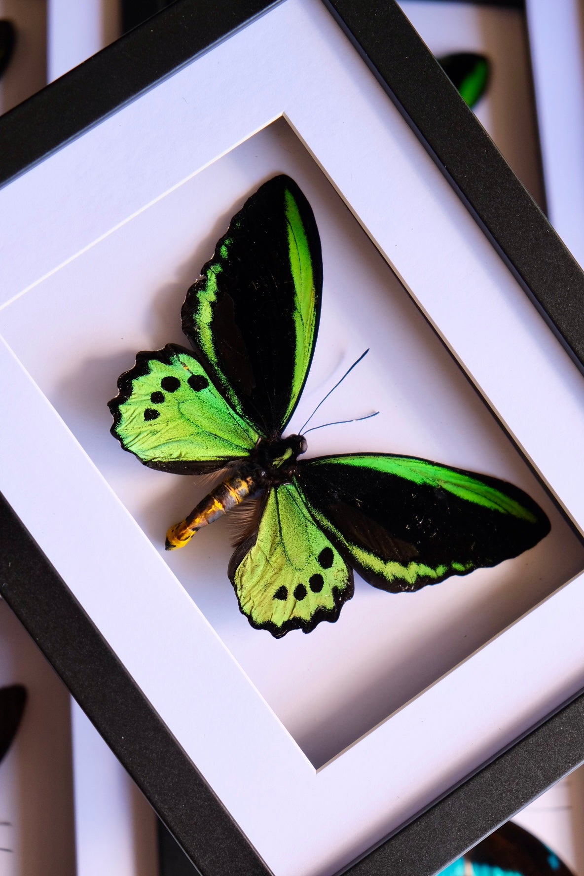 Cairns Birdwing / Ornithoptera Euphorion in a frame #3 | Antenna Damage