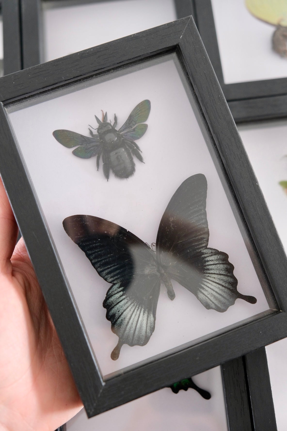 Black Carpenter Bee & Great Mormon Butterfly Duo frame