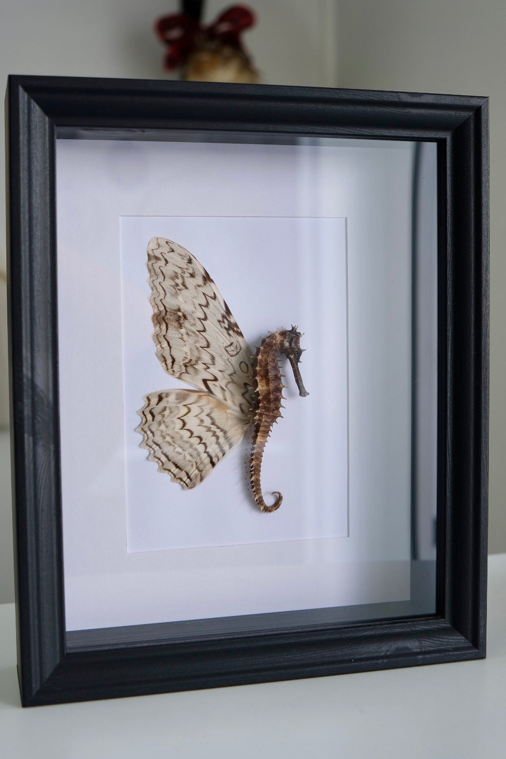 Seahorse Fairy frame | White Witch Moth | Marked