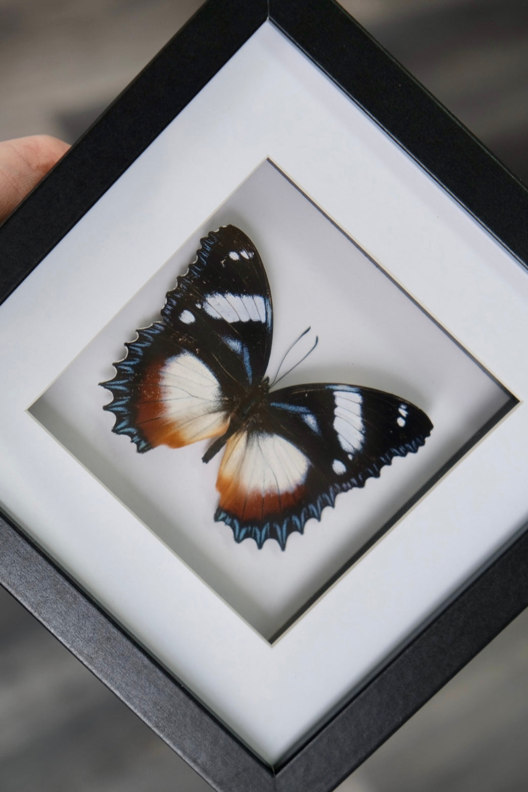 Madagascar Diadem Butterfly / Hypolimnas Dexithea in a frame