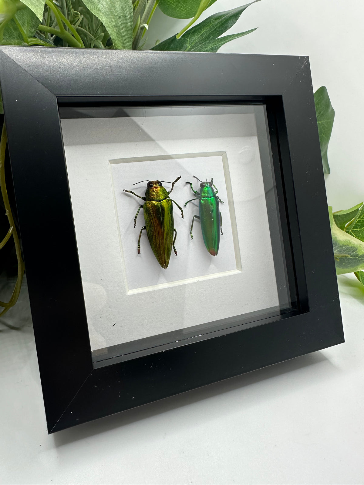 Jewel Beetle Duo frame