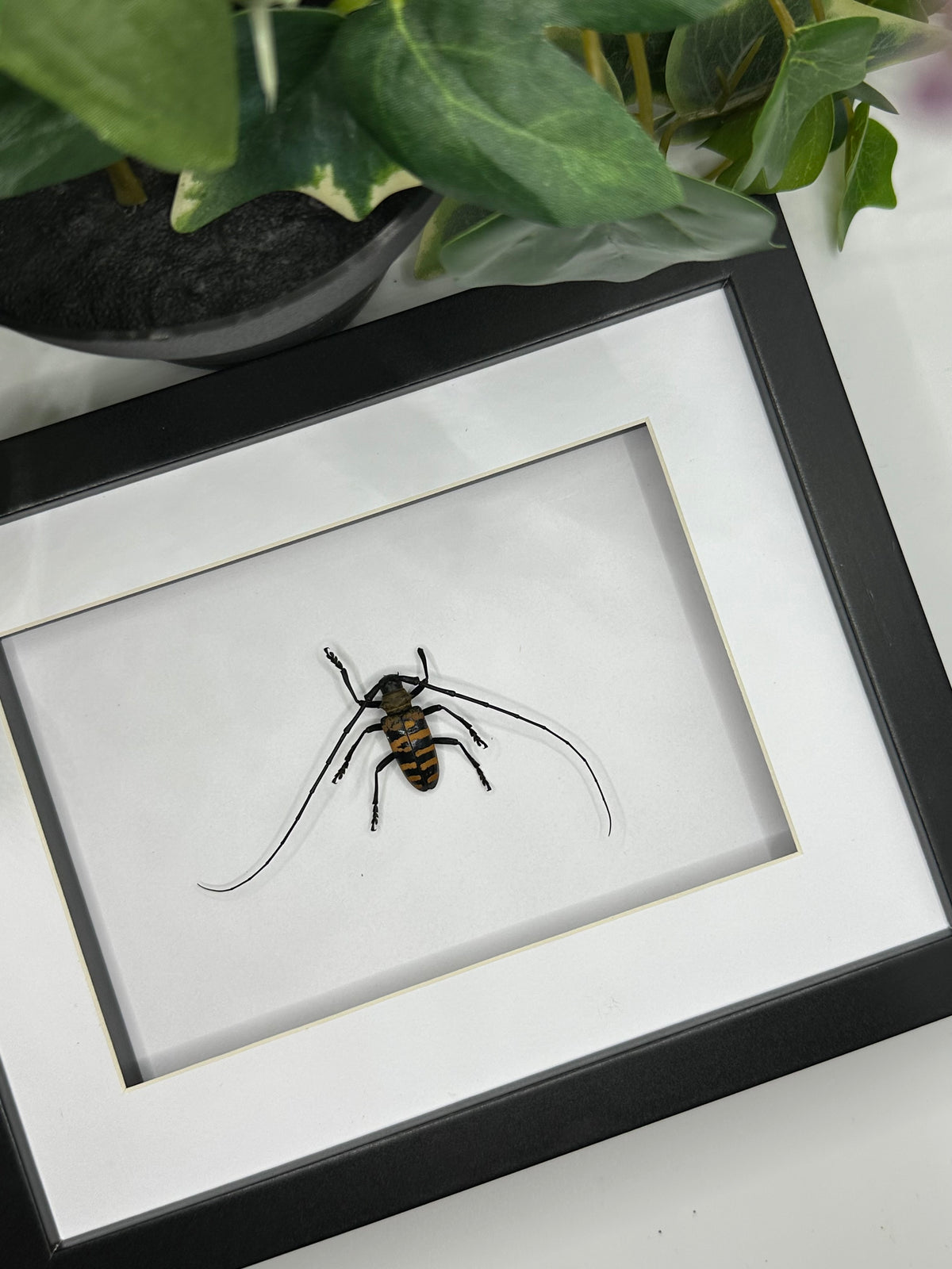 Longhorn Beetle / Nemophas Forbesi in a frame
