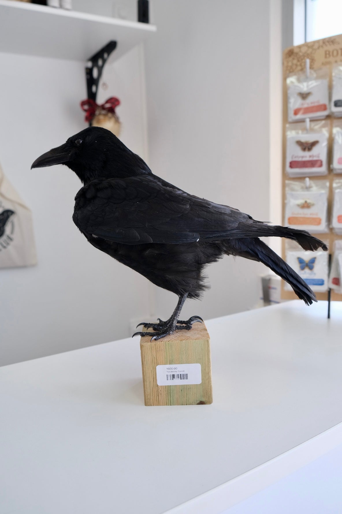 "Volt" Taxidermy Crow