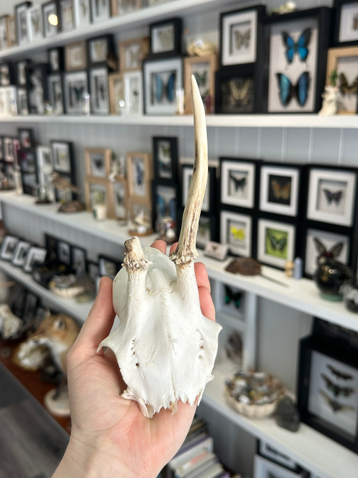 Roe Deer Skull Cap