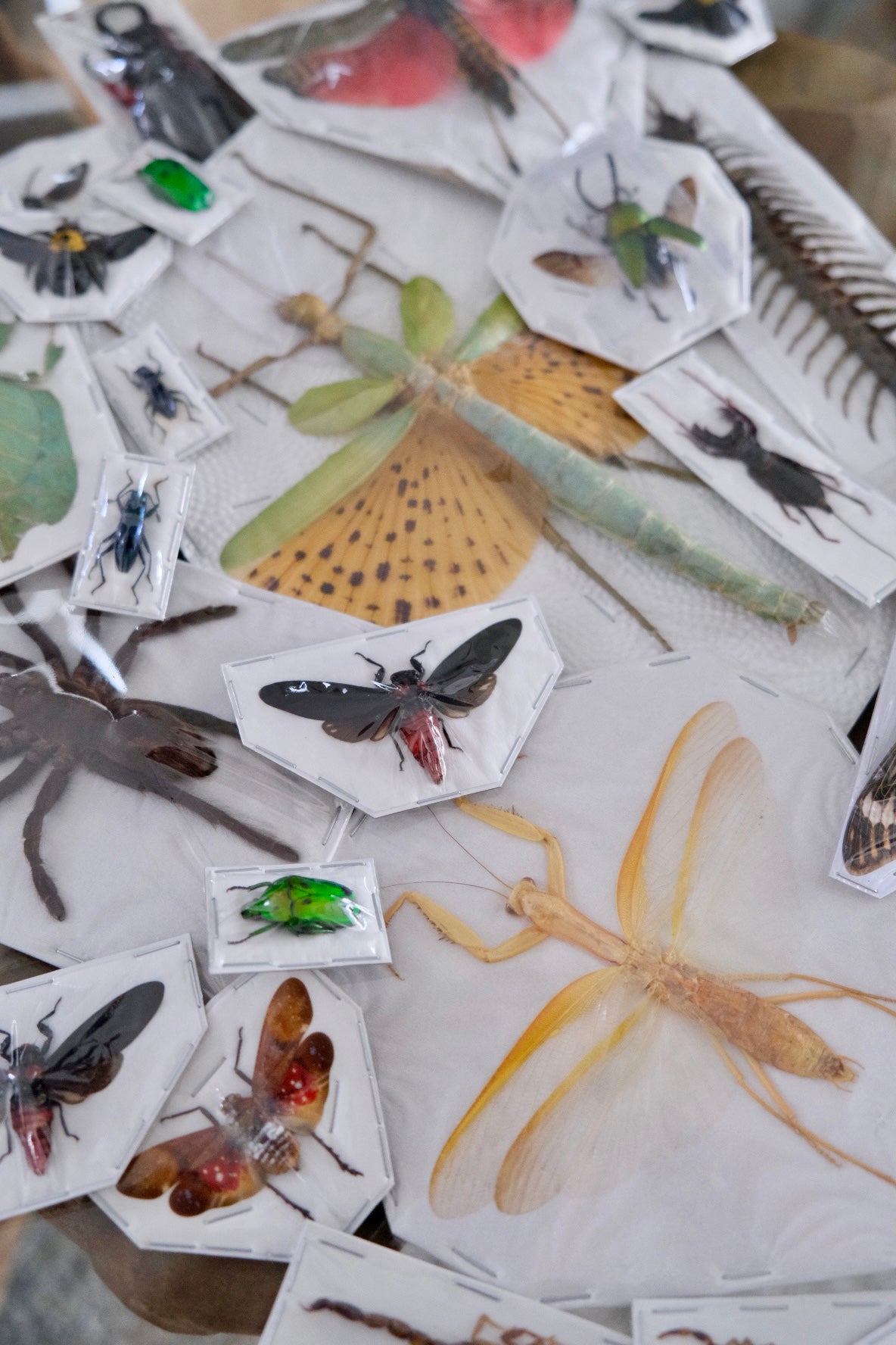 Unmounted Insects | Mystery Box