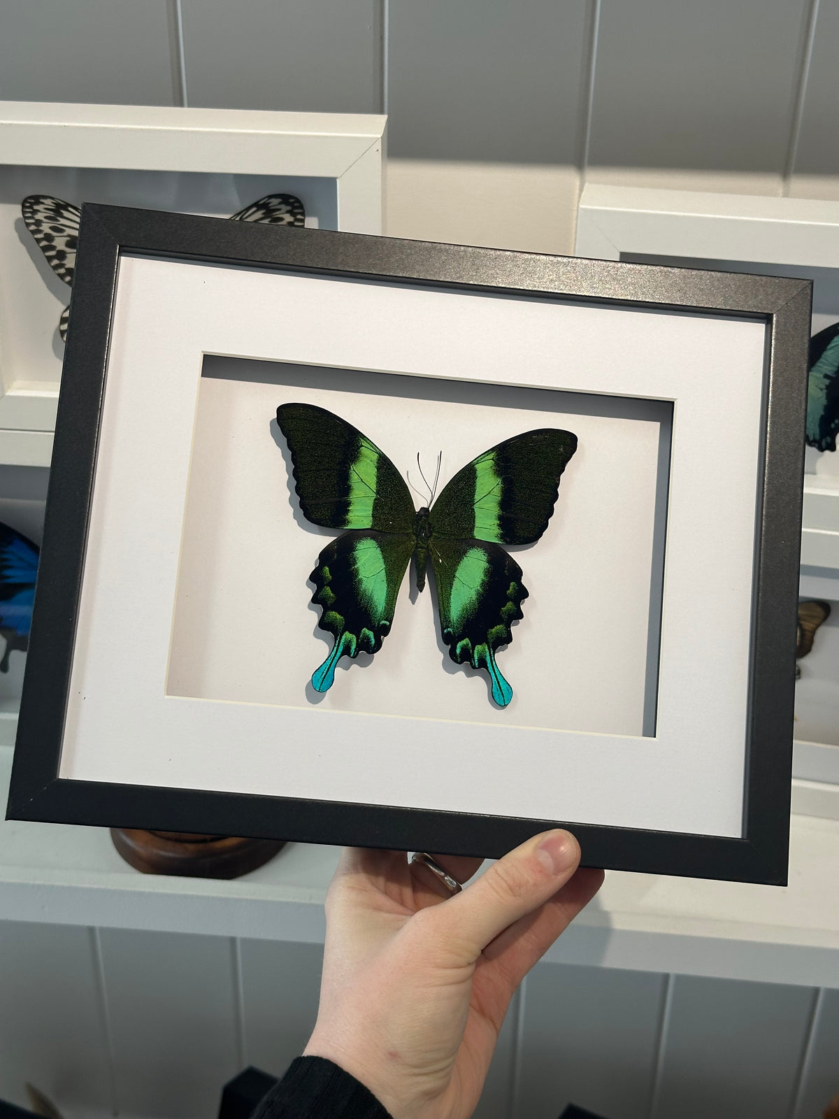 Green Swallowtail / Papilio Blumei in a large frame