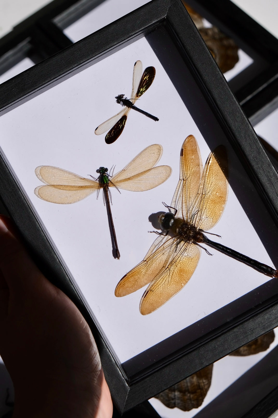 Damselfly/Dragonfly Trio | Vestalis Luctuosa, Rhinocypha Anisoptera & Anax Fumosus Celebensis in a frame