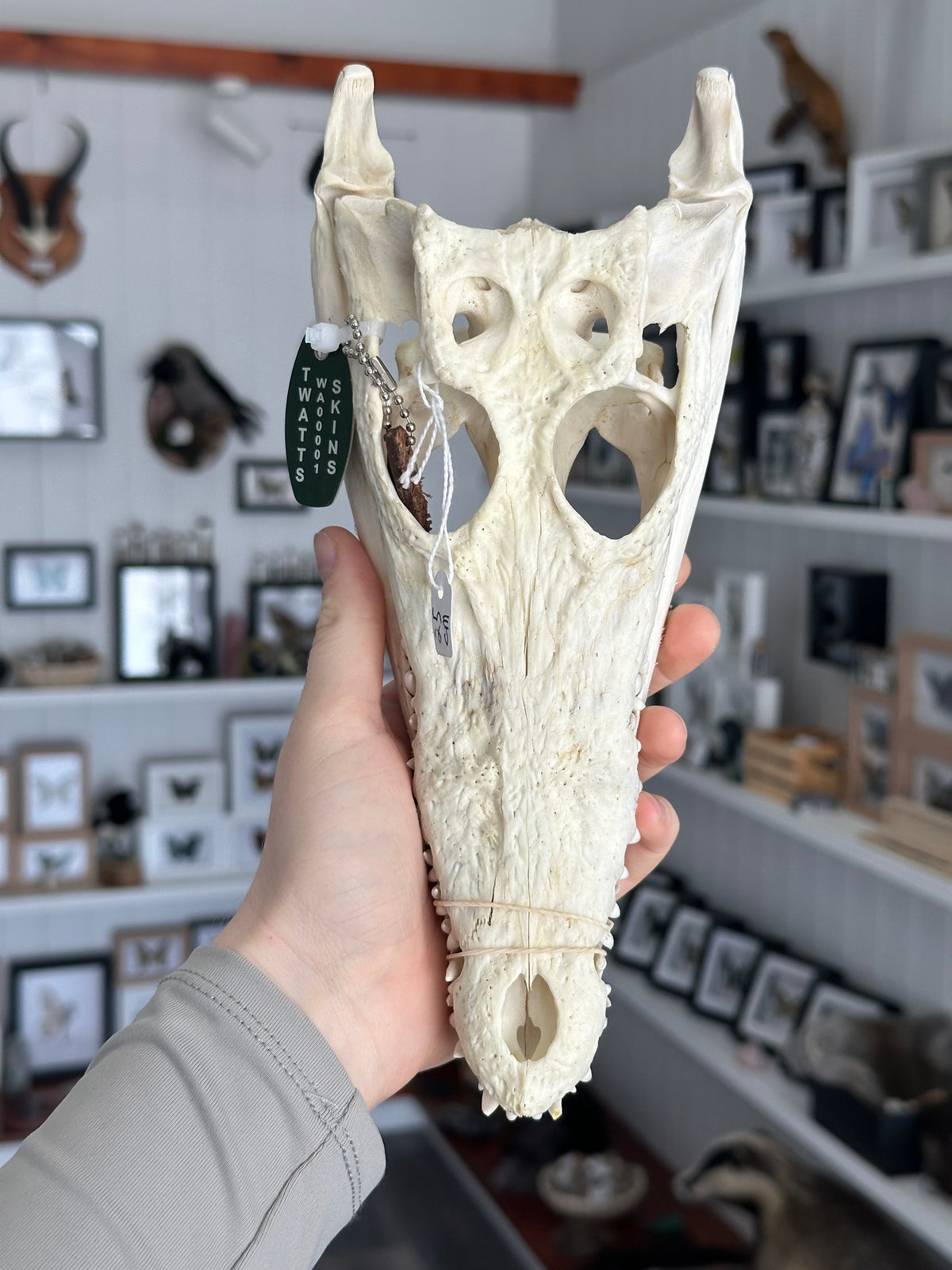 Australian Crocodile Skull #5
