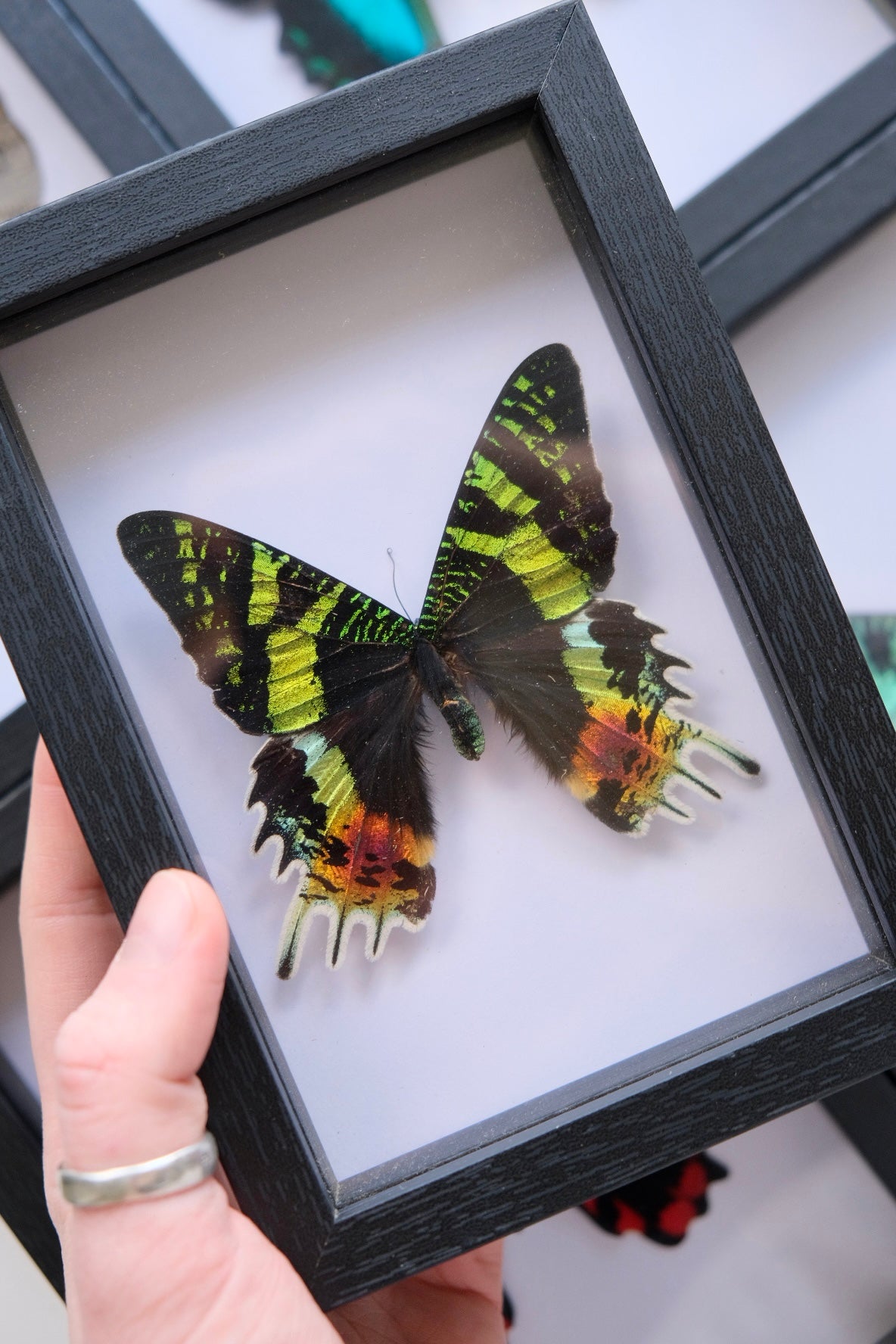 Madagascan Sunset Moth in a frame | Dorsal (Top Side)