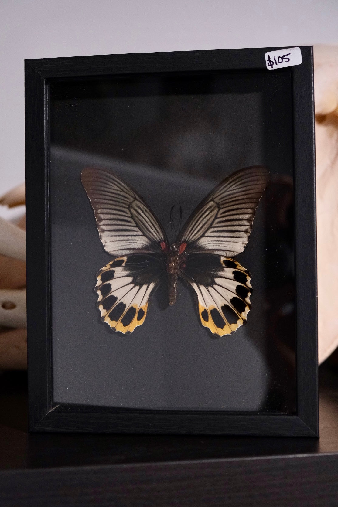 Papilio Memnon Butterfly Frame | BLACK