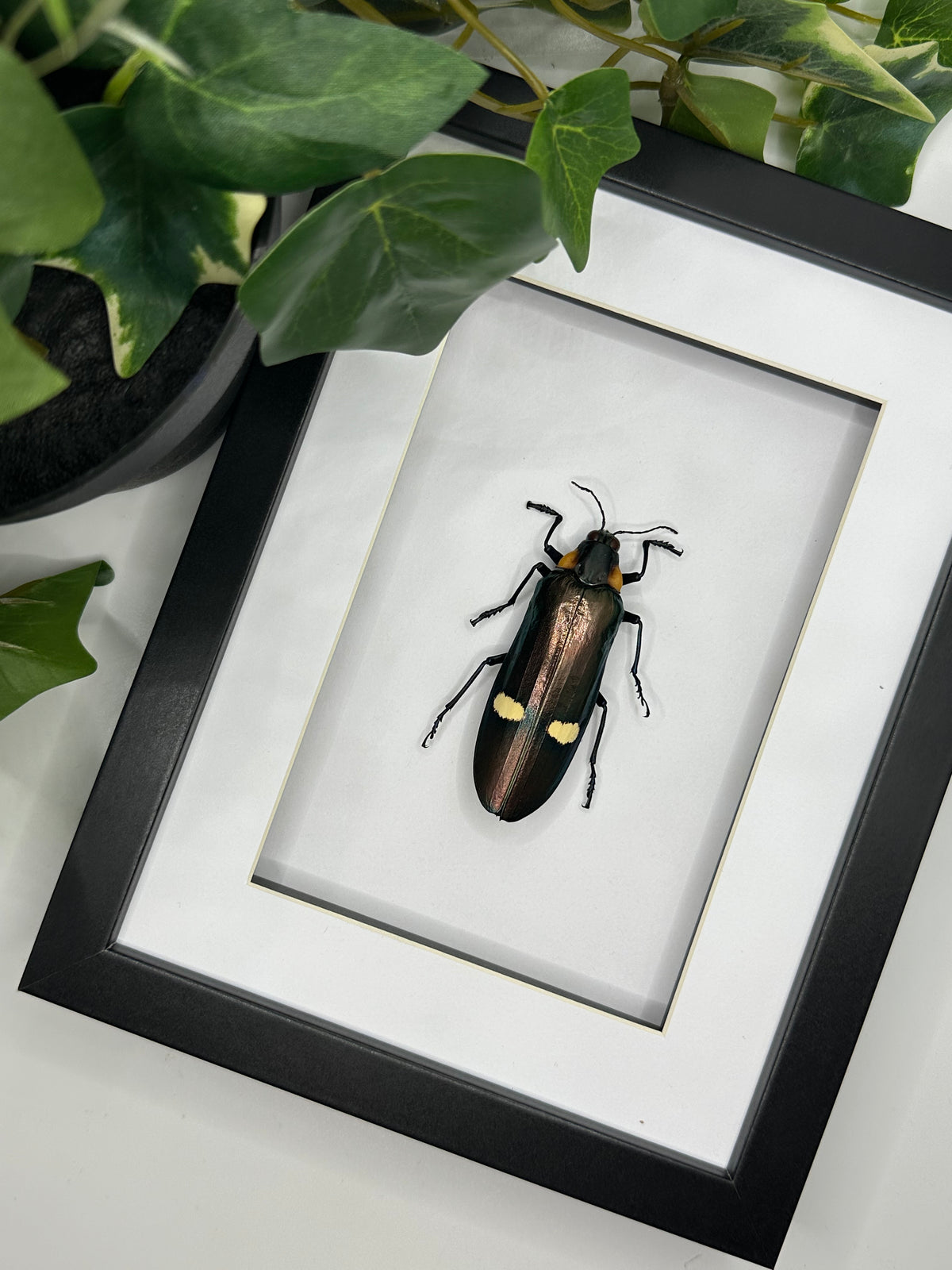 Jewel Beetle / Megaloxantha Bicolor in a frame