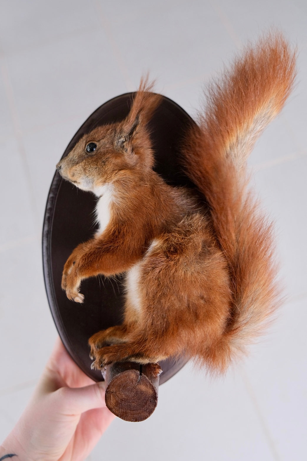 "King" Taxidermy Squirrel | Wall Mounted #2