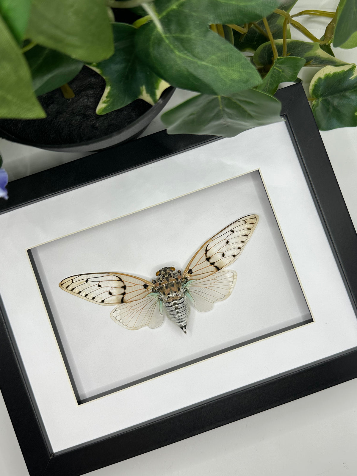 White Ghost Cicada / Ayuthia Spectabile in a larger frame
